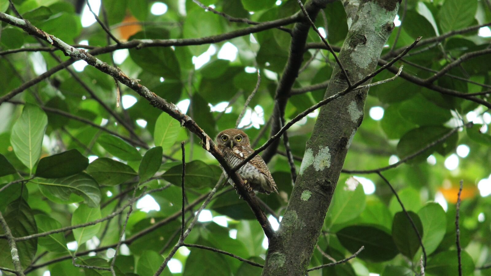 Canon EOS 1300D (EOS Rebel T6 / EOS Kiss X80) sample photo. Owl, spotted, forest photography