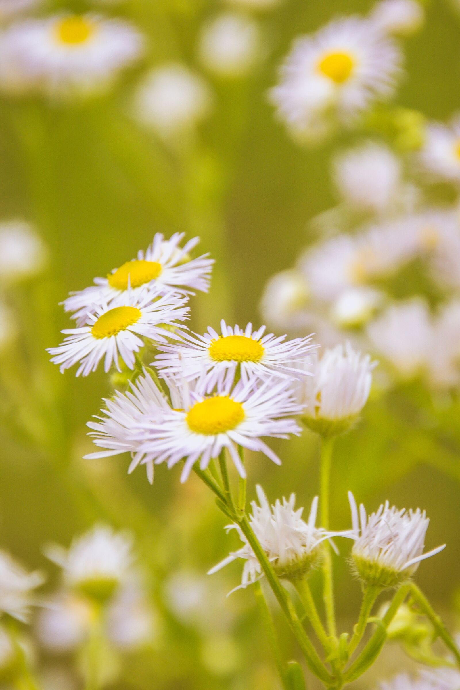 Nikon D3100 sample photo. Chamomile, flower, meadow photography