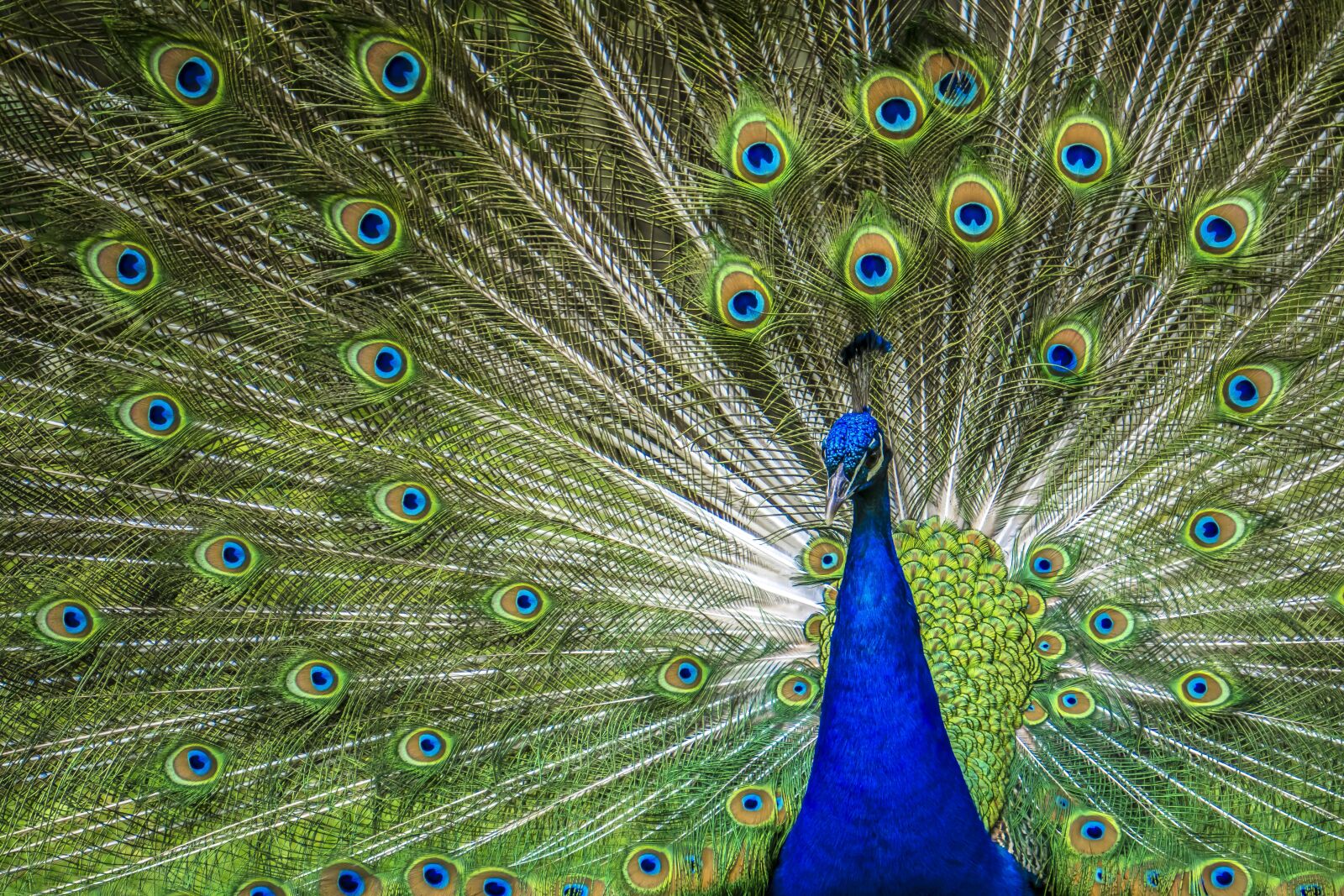 Sony E 55-210mm F4.5-6.3 OSS sample photo. Peacock, zoo, rainbow colors photography