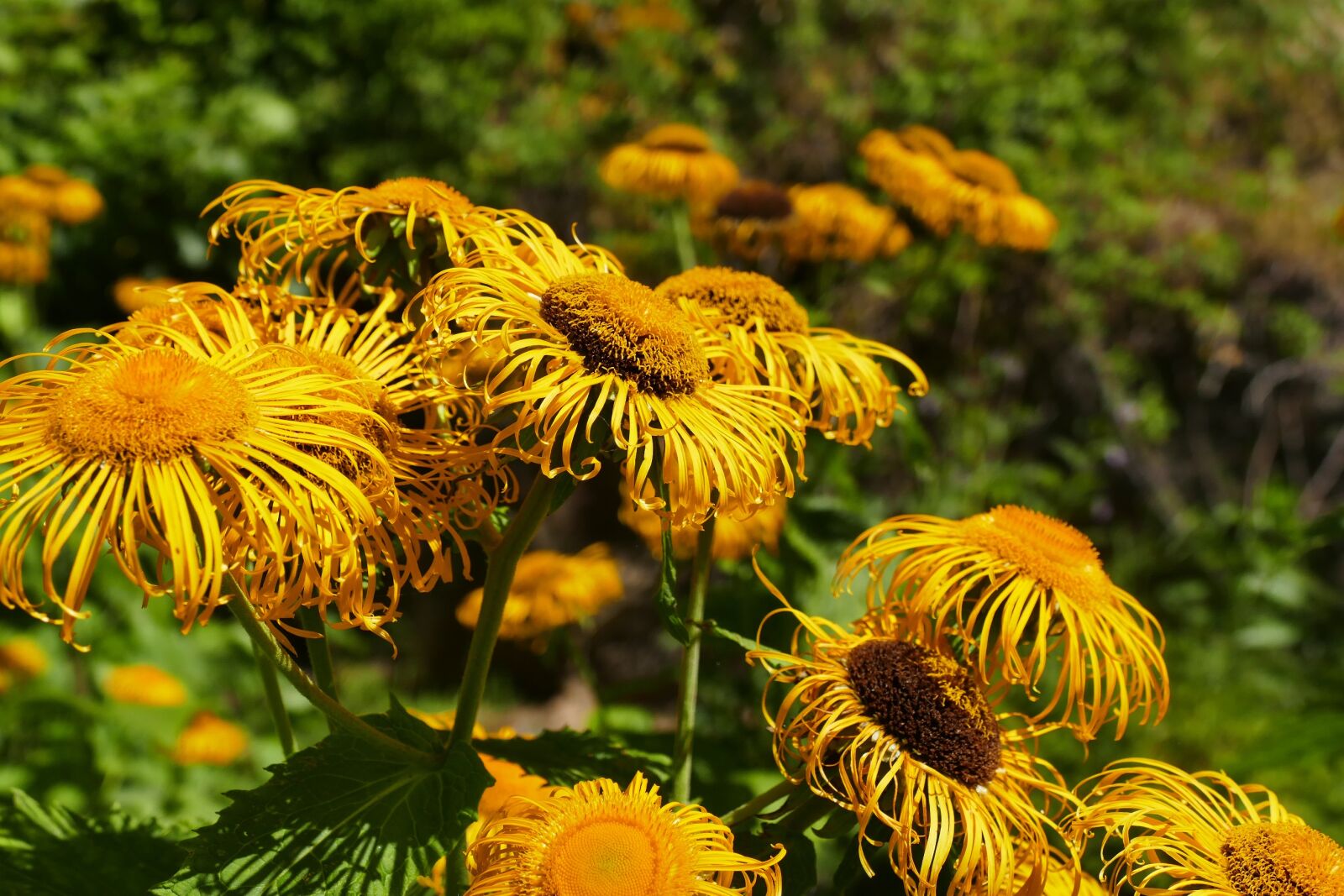 Panasonic Lumix DMC-FZ1000 sample photo. Flowers, yellow, summer photography