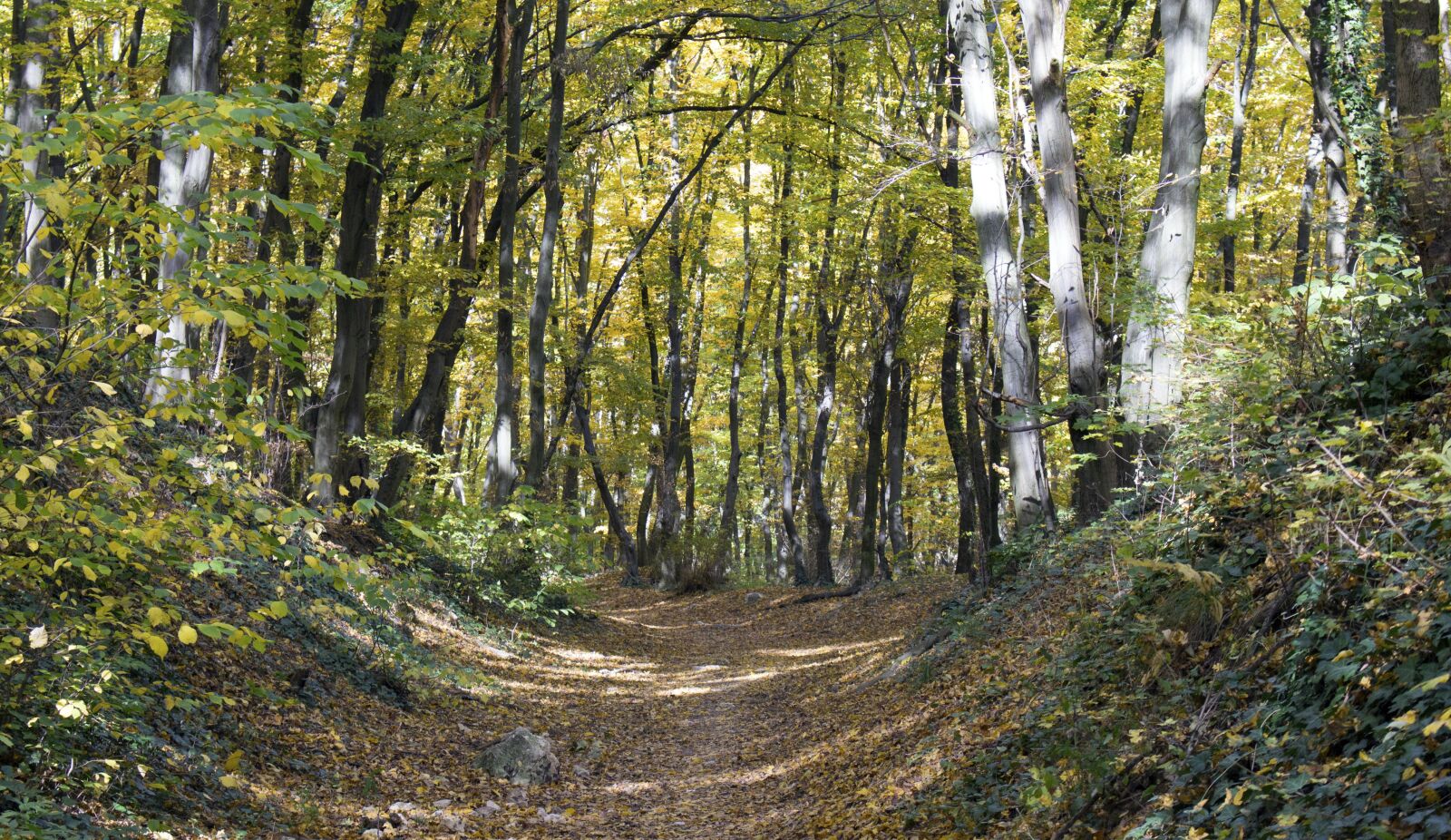 Canon EOS 700D (EOS Rebel T5i / EOS Kiss X7i) sample photo. Autumn, path, been way photography