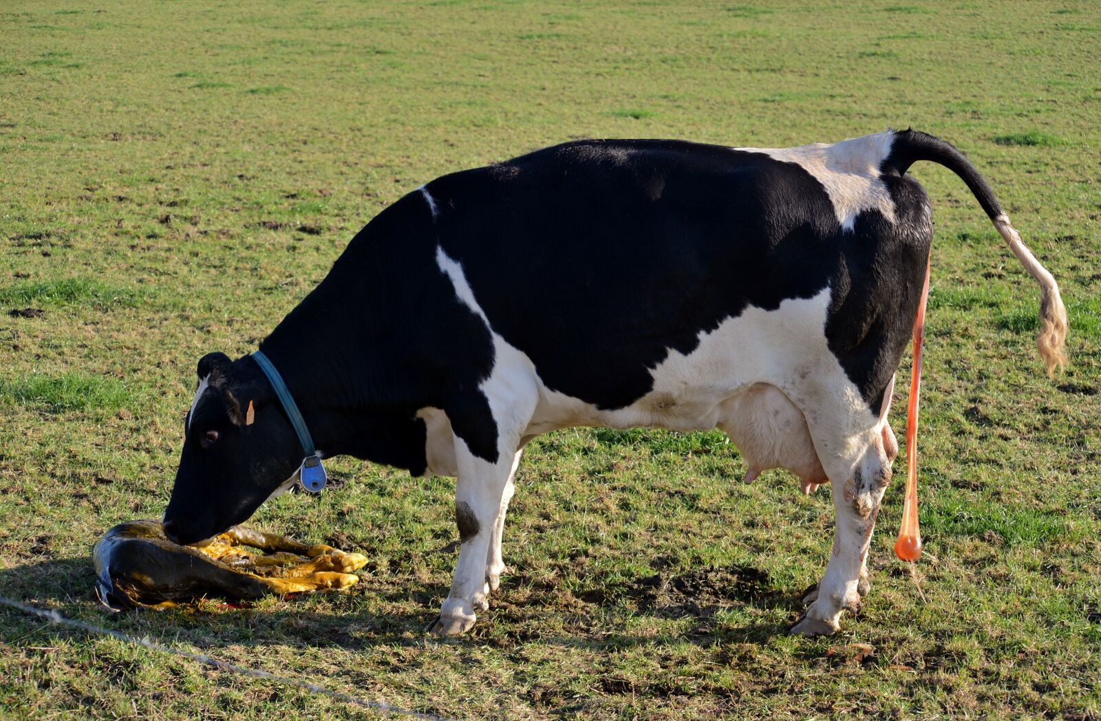 Nikon D600 sample photo. Cow, birth, little calf photography