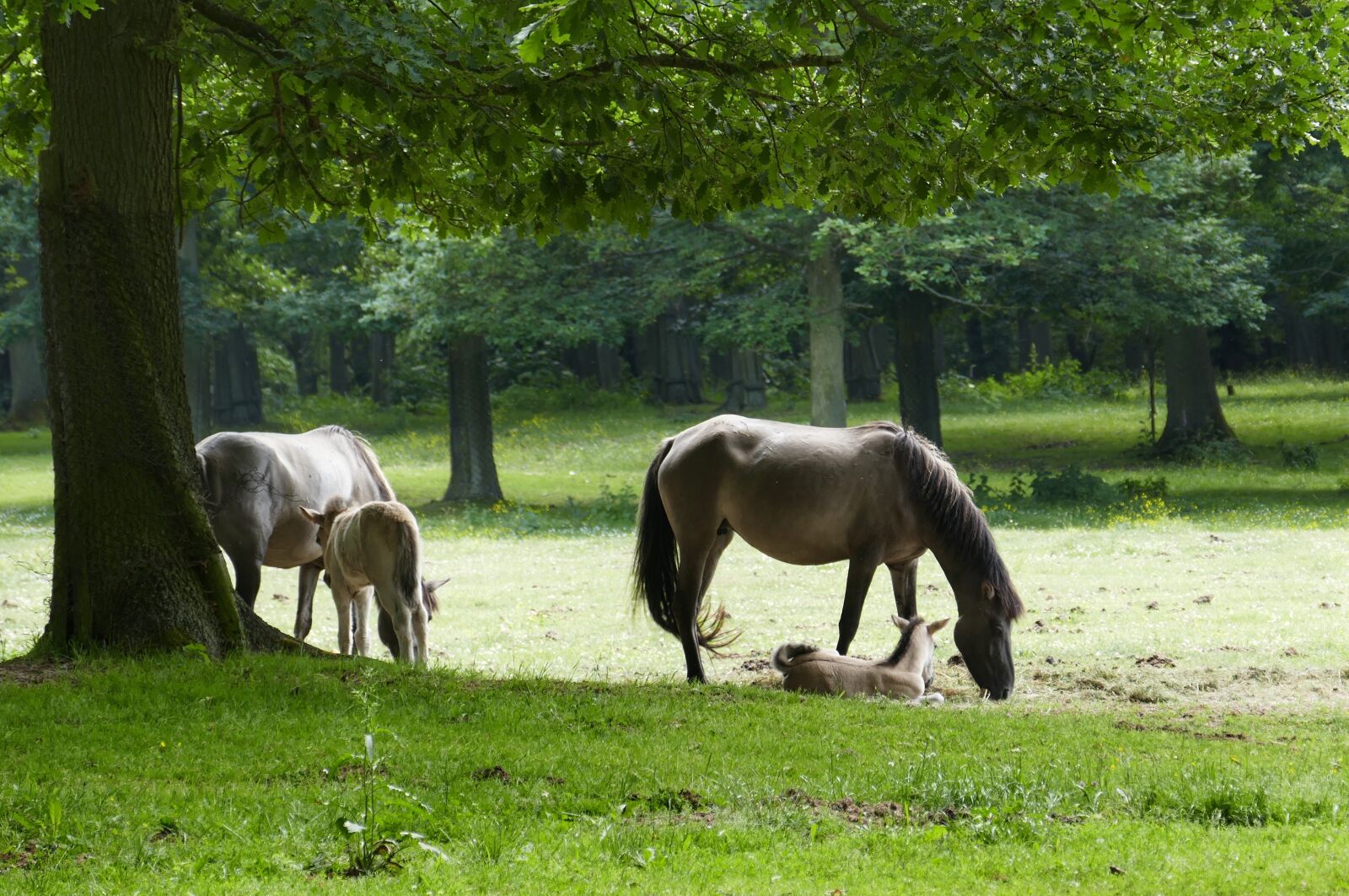 Panasonic Lumix DMC-FZ1000 sample photo. Horse, animal, nature photography