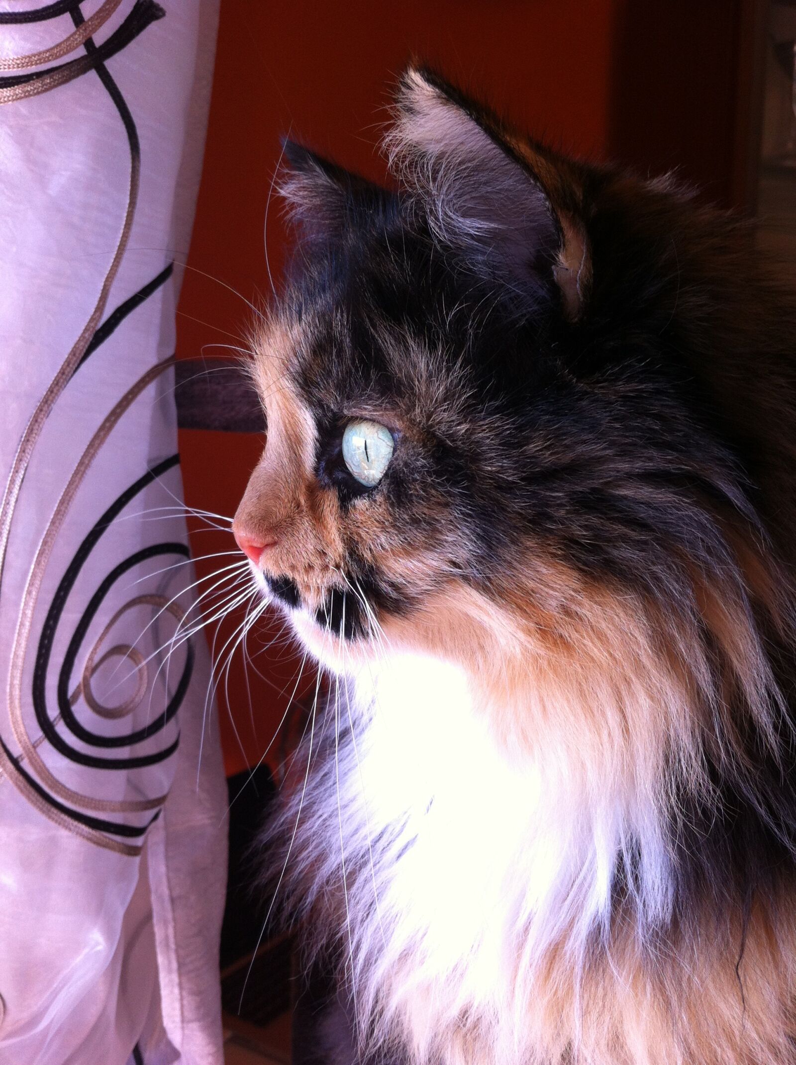 Apple iPhone 4 sample photo. Cats, felines, cat photography