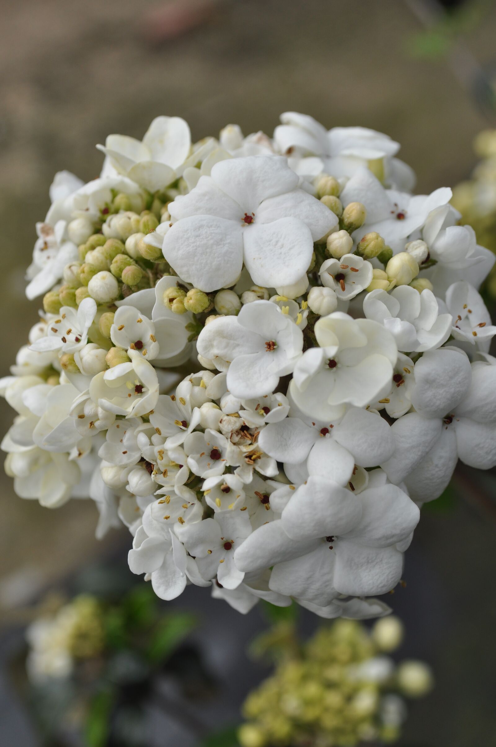 Nikon D5000 sample photo. Viburnum, flower, spring photography