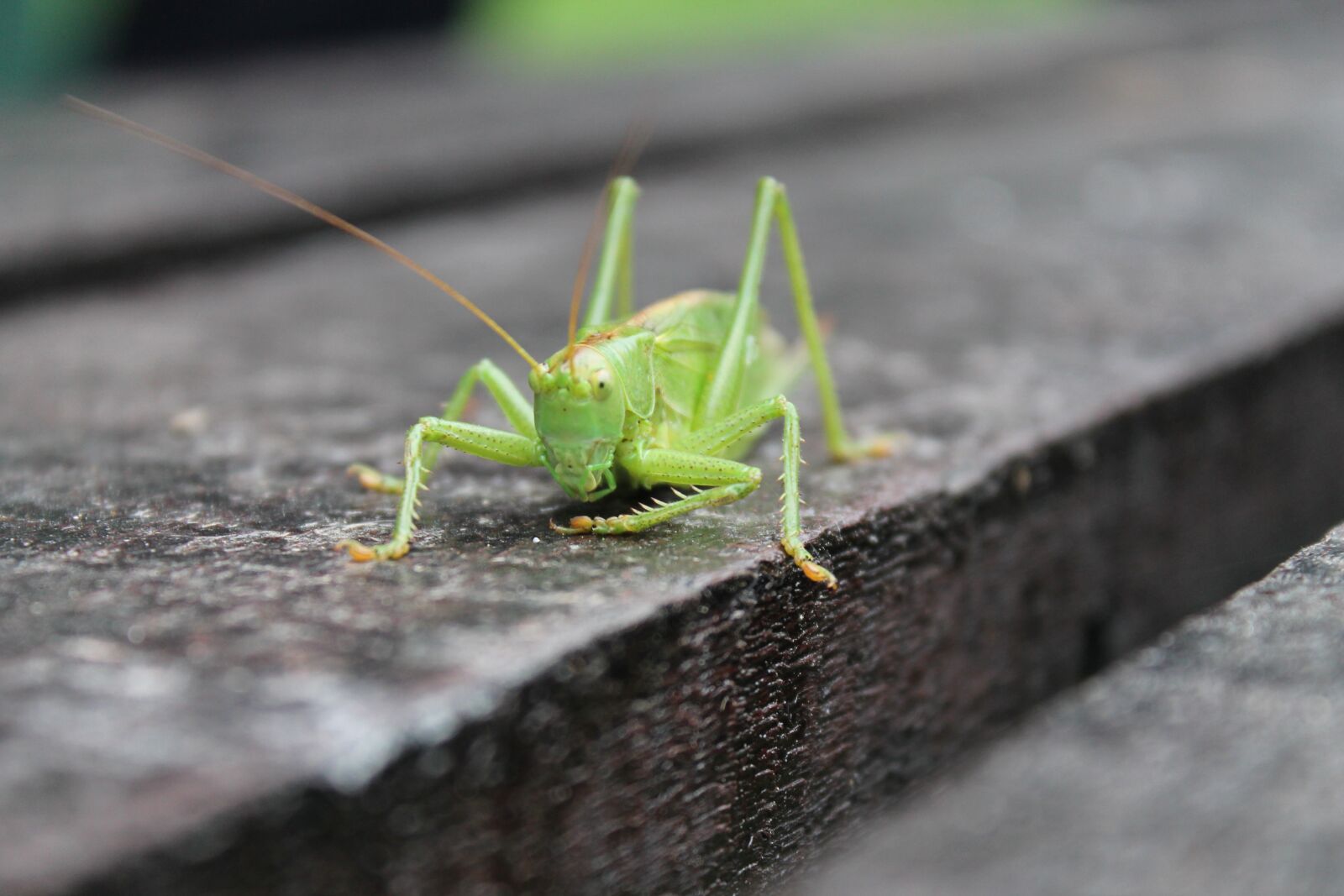 Canon EOS 1100D (EOS Rebel T3 / EOS Kiss X50) sample photo. Tettigonia viridissima, green, summer photography