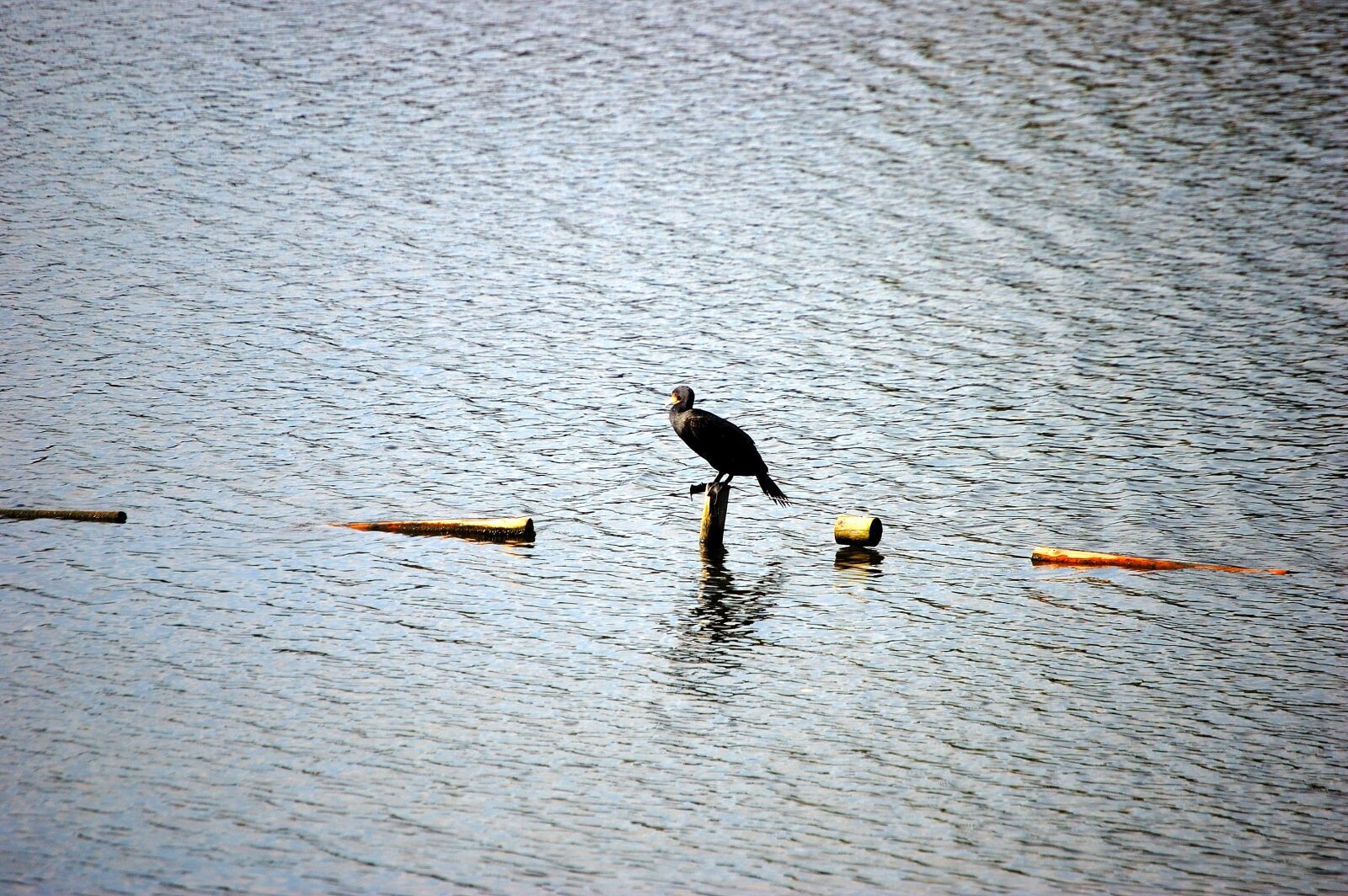 Nikon D40 sample photo. Lake, bird, water photography