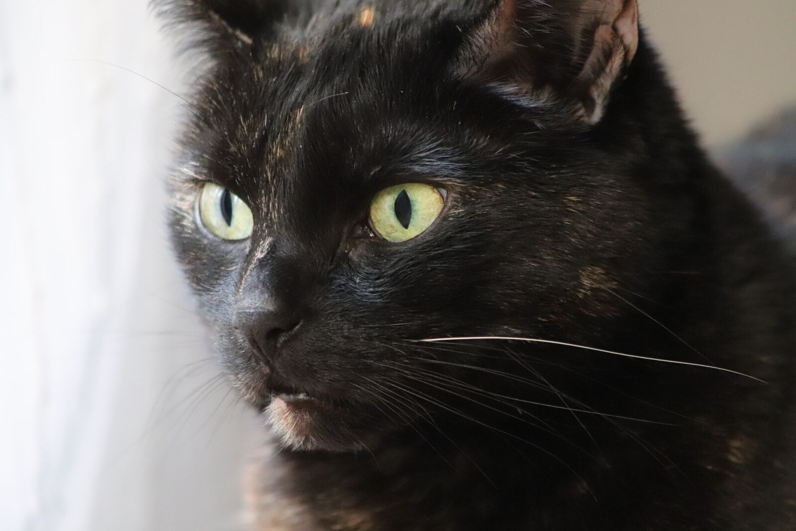 Canon EOS 800D (EOS Rebel T7i / EOS Kiss X9i) sample photo. Cat, tortoise shell, cat's photography