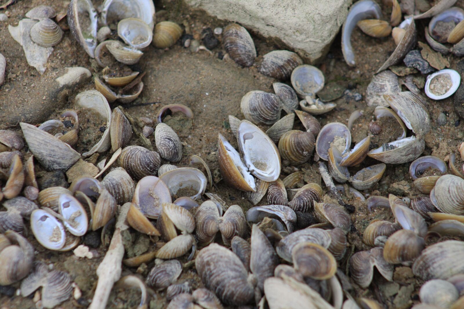Canon EOS 40D sample photo. Mussels, river mussels, shells photography