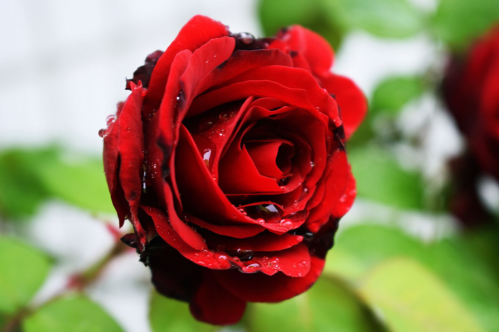Nikon D3300 sample photo. Flower, petal, rose photography