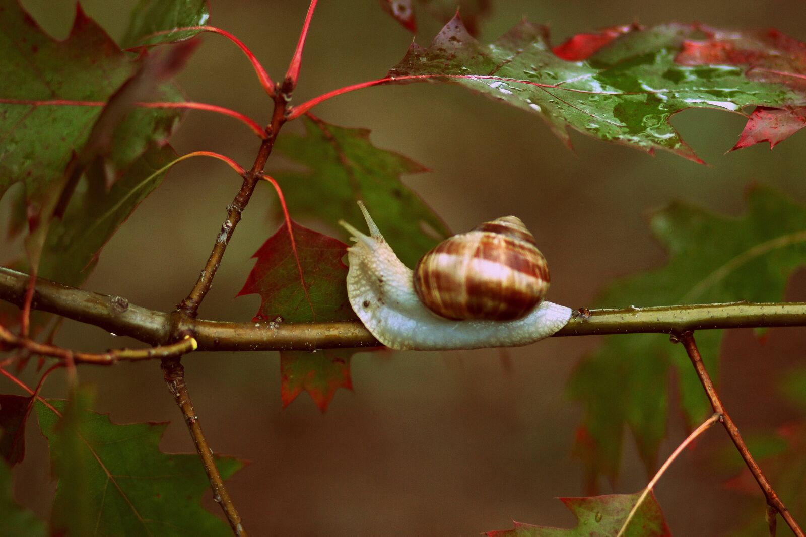 Canon EOS 700D (EOS Rebel T5i / EOS Kiss X7i) + Canon EF 85mm F1.8 USM sample photo. Snails, leaves, red photography