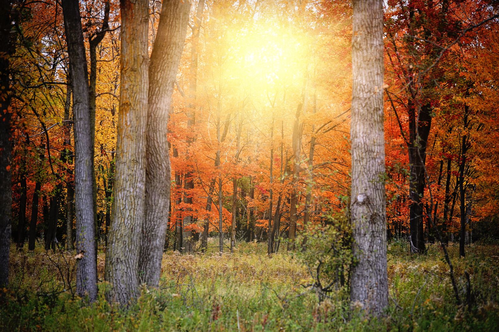 Canon EF 70-300mm F4-5.6 IS USM sample photo. Fall, autumn, woods photography