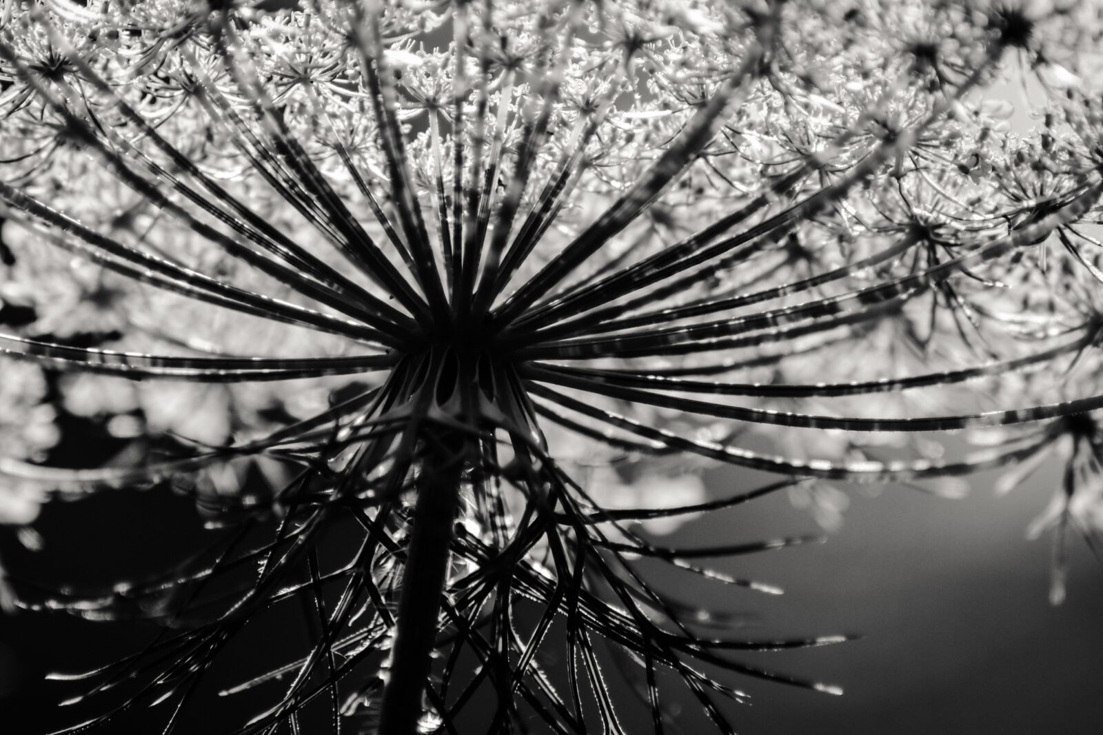 Nikon D610 sample photo. Plant, black and white photography