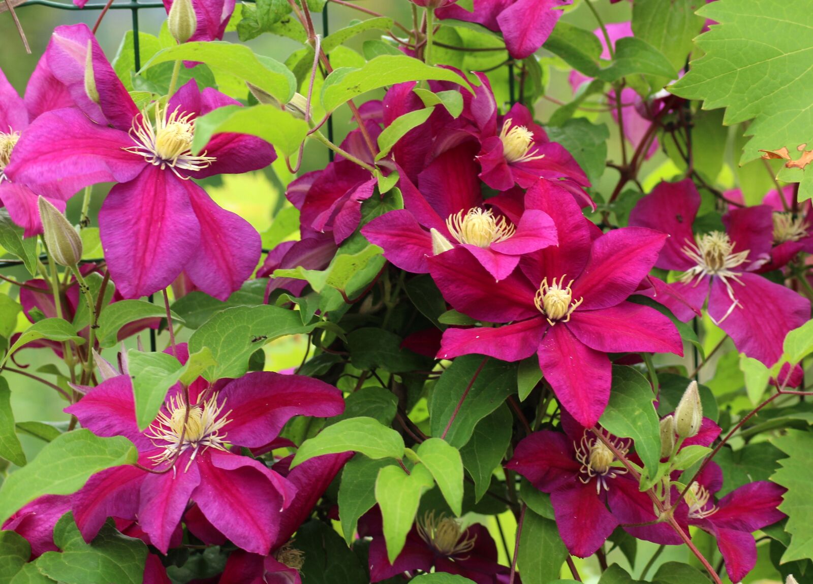Canon EOS 1200D (EOS Rebel T5 / EOS Kiss X70 / EOS Hi) sample photo. Clematis, pink flowers, creeper photography