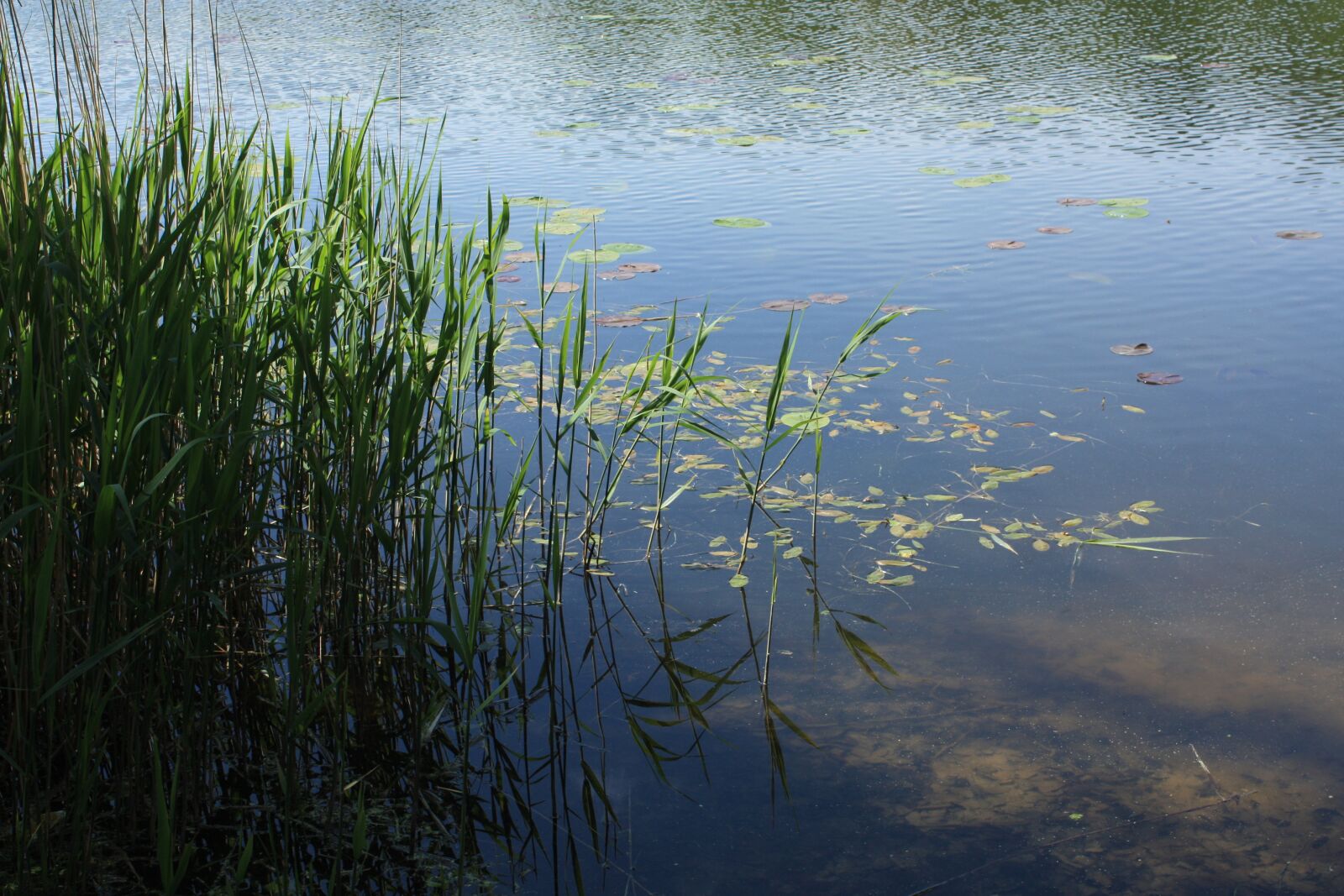 Canon EOS 450D (EOS Rebel XSi / EOS Kiss X2) sample photo. Waters, shore edge, reed photography