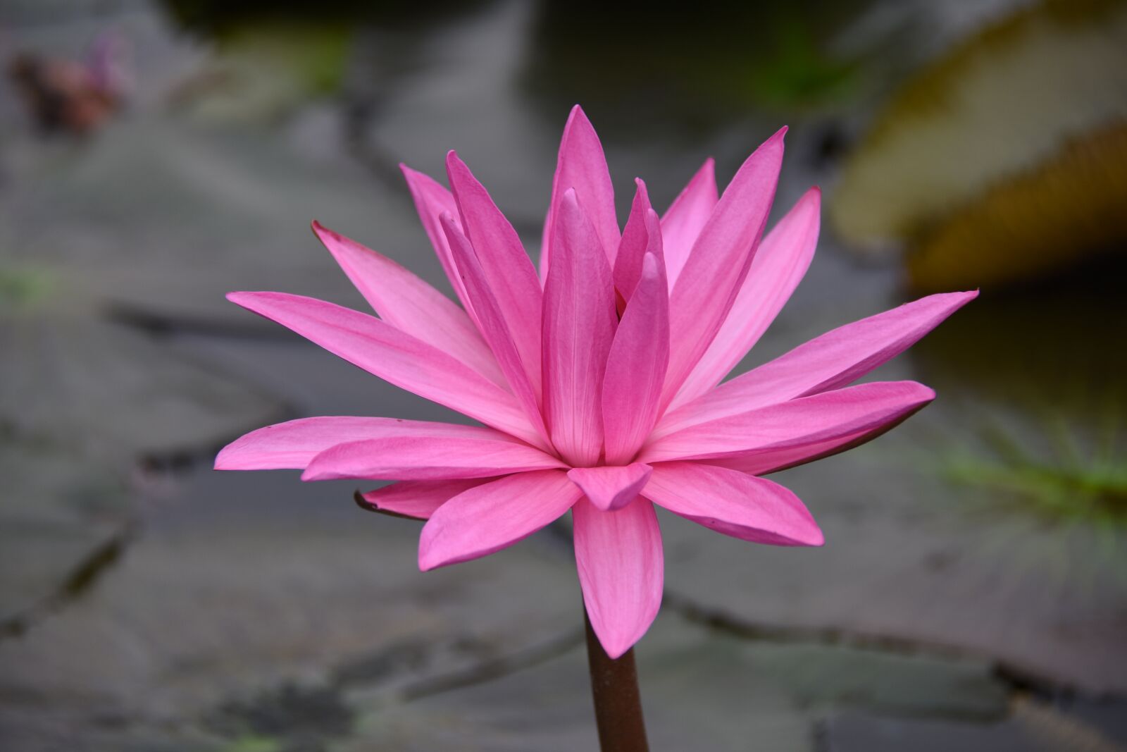 Nikon D7200 sample photo. Lily, blooming, ao photography