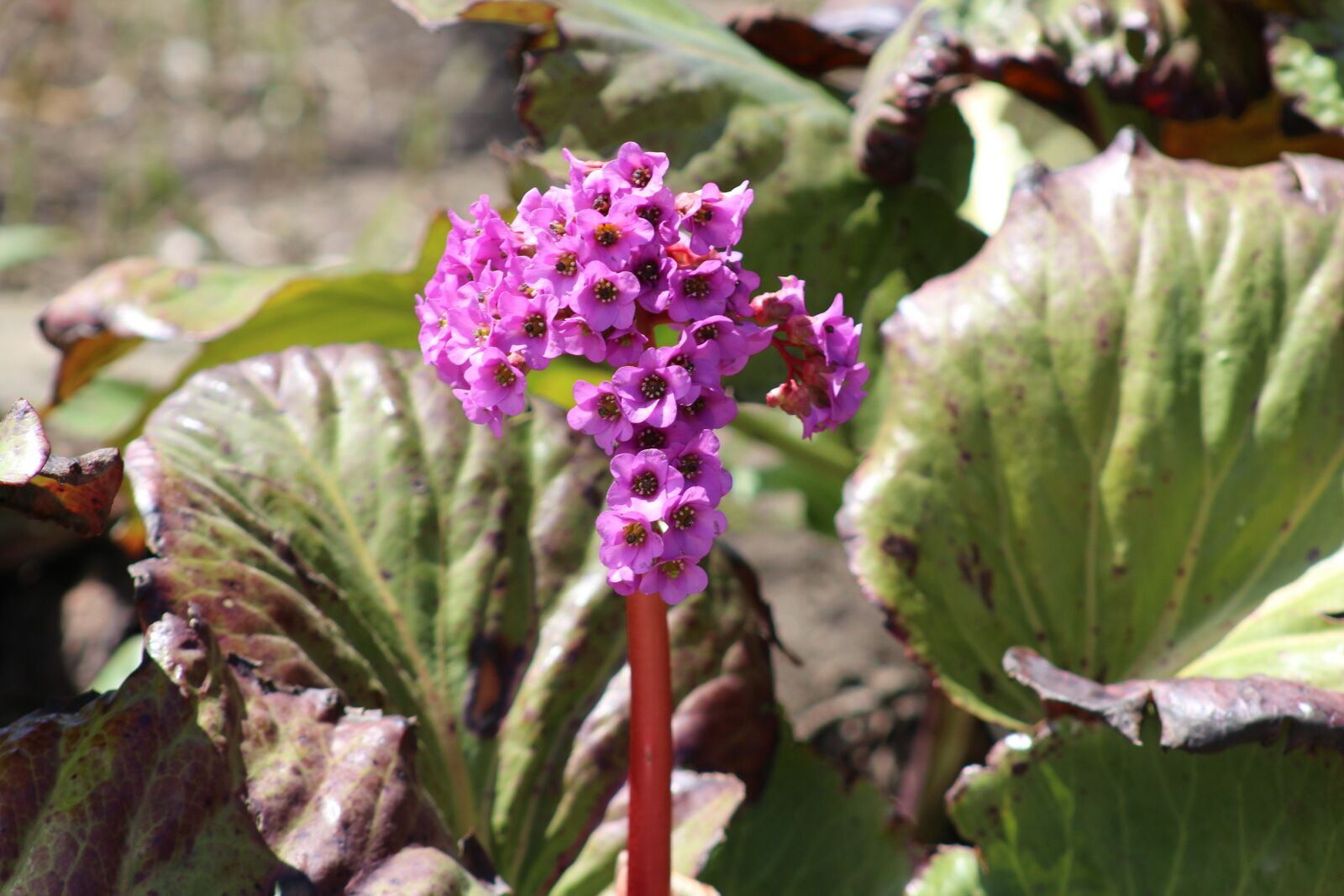 Canon EF 75-300mm f/4-5.6 USM sample photo. Nature, flower, spring photography