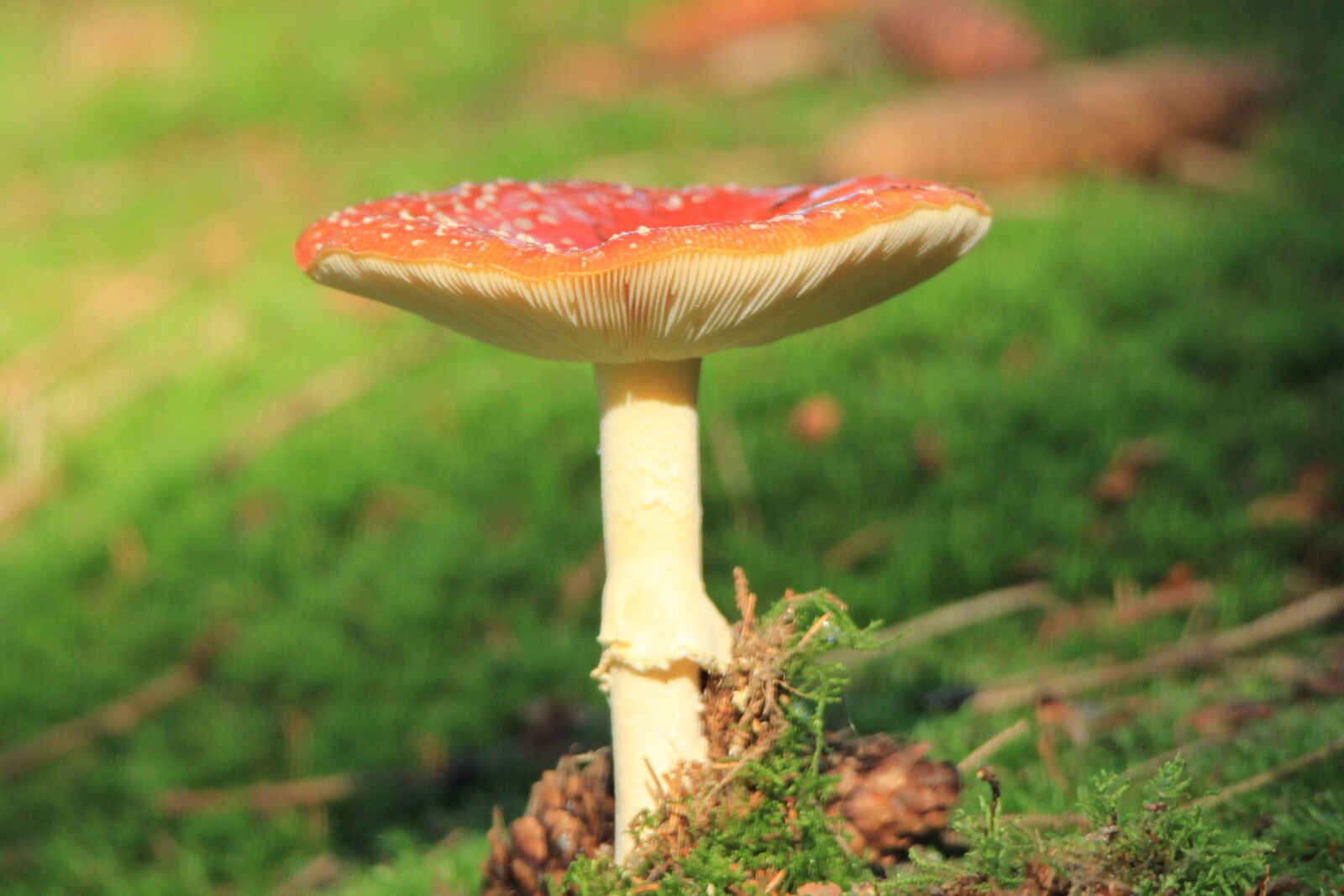 Canon EOS 550D (EOS Rebel T2i / EOS Kiss X4) sample photo. Grafting, mushroom, red mushroom photography