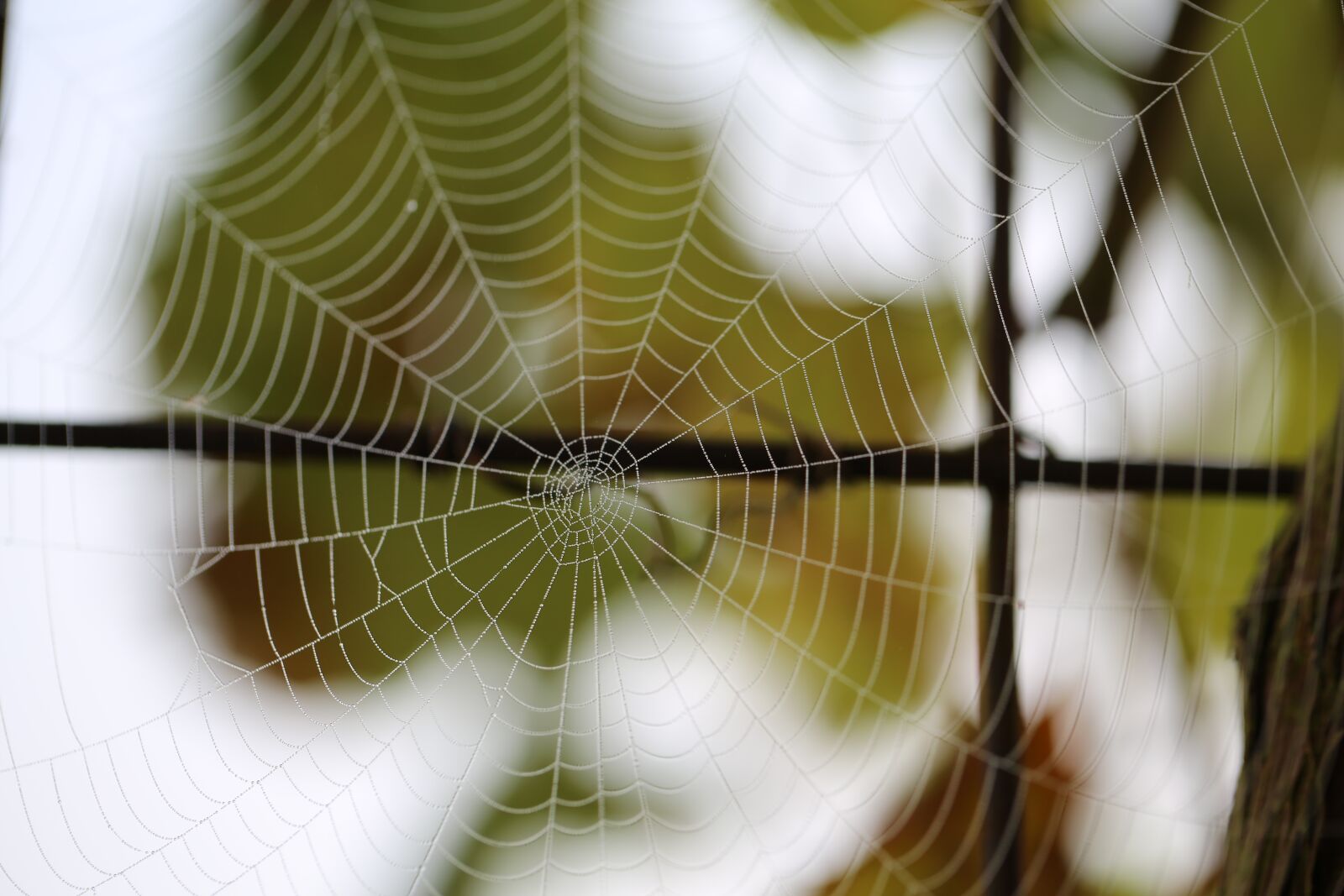Canon EF 100mm F2.8L Macro IS USM sample photo. Cobweb, spider webs, nature photography