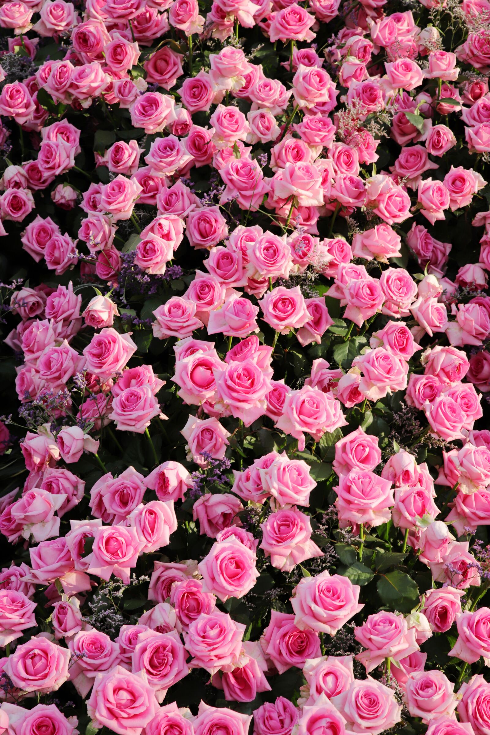 Canon EOS 6D Mark II sample photo. Rose, petal, flowers photography