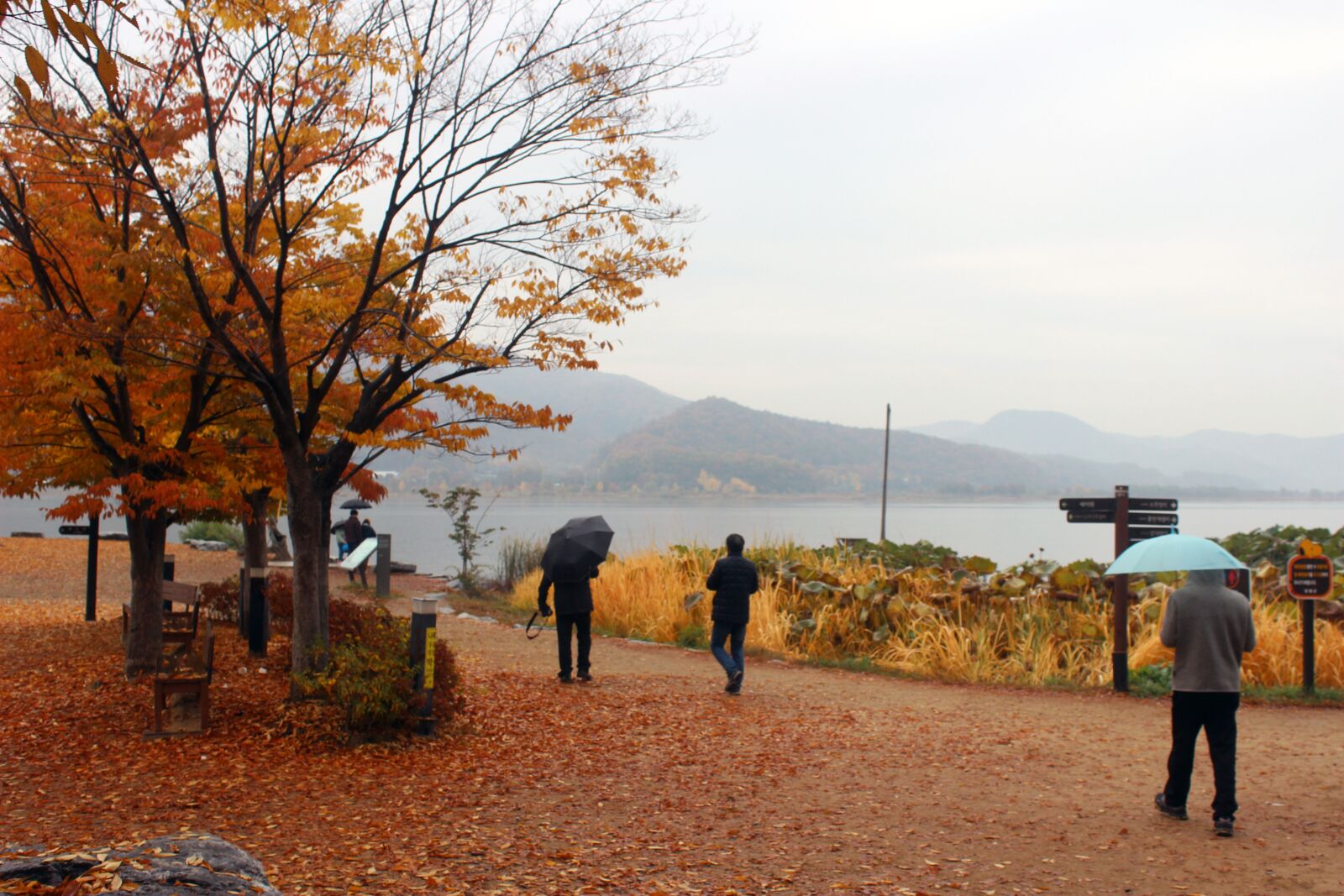 Canon EOS 600D (Rebel EOS T3i / EOS Kiss X5) sample photo. Nature, landscape, tree photography