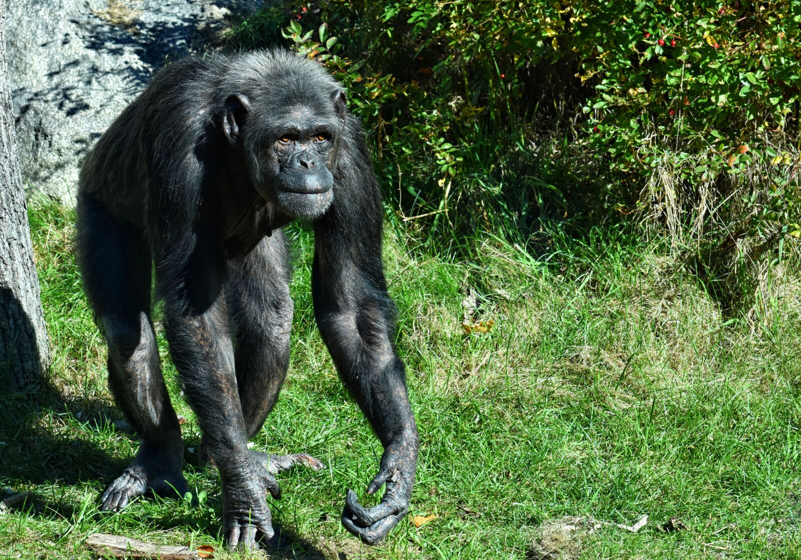 Nikon D7200 sample photo. Chimpanzee, monkey, animal world photography