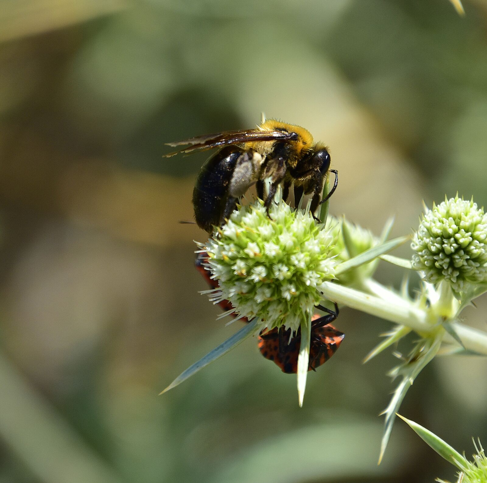 Nikon D7200 sample photo. Garden, flowers, insects photography