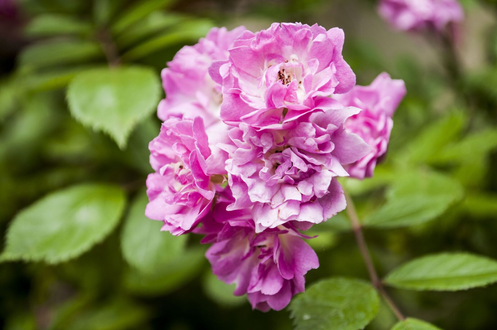 Nikon D5000 sample photo. Flower, pink, blossom photography