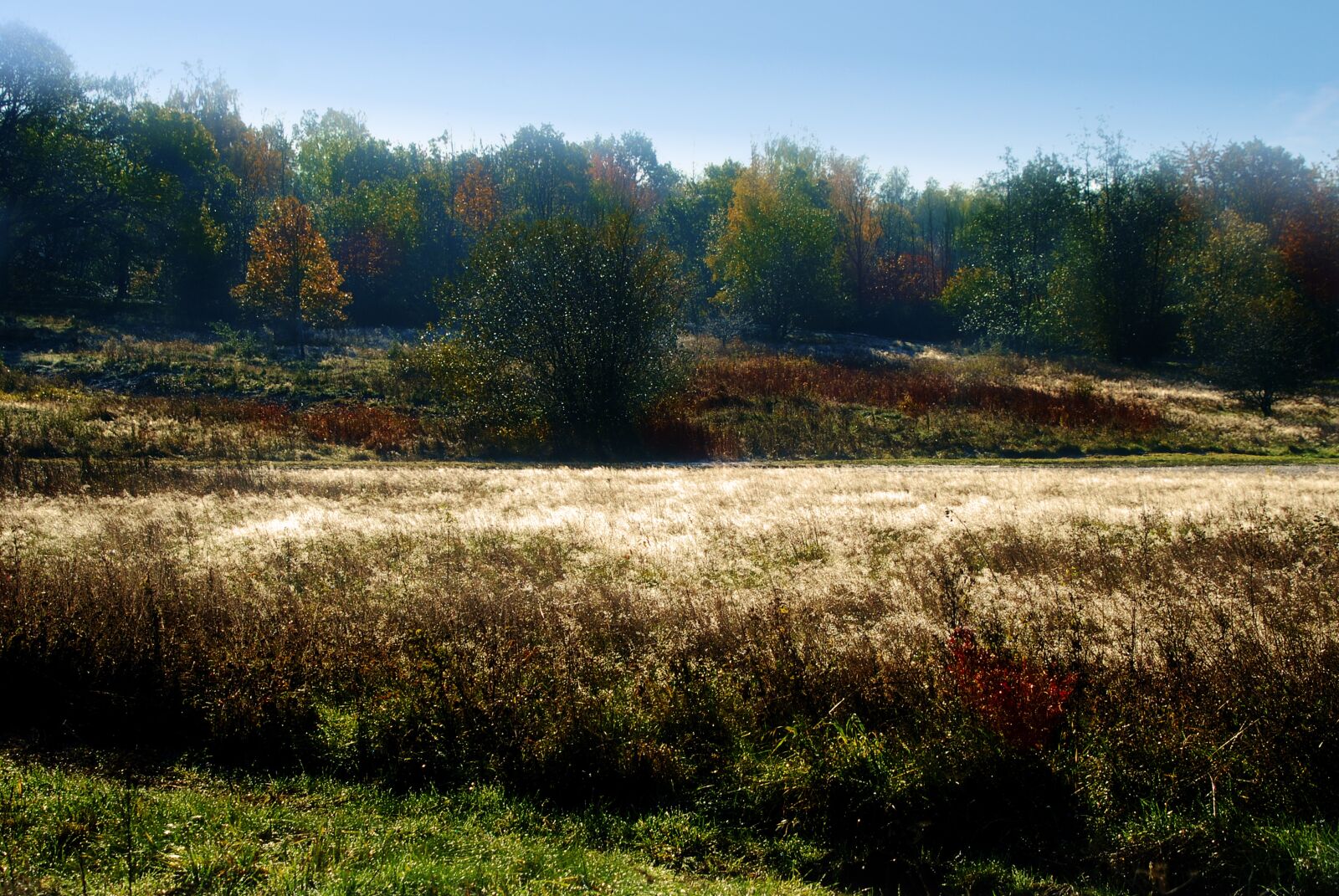 Nikon D80 sample photo. Autumn, forest, nature photography