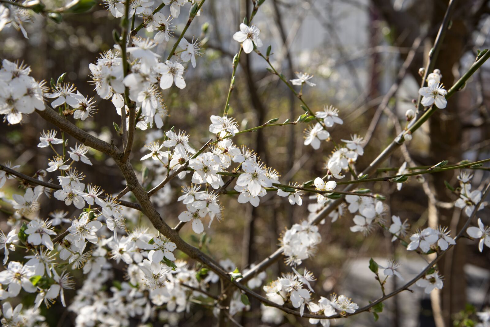 Nikon D750 sample photo. Flowering trees, flowers, tree photography