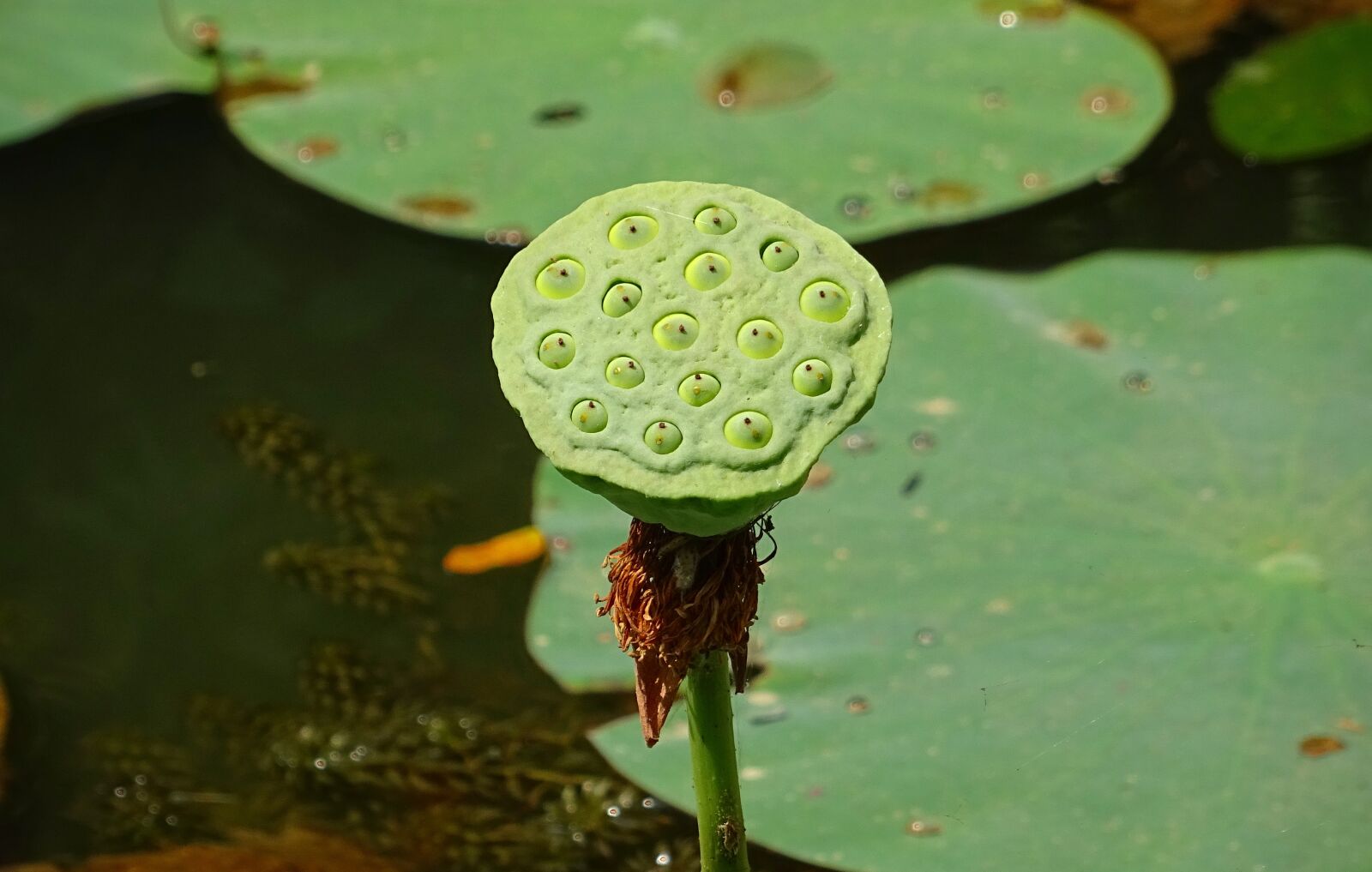 Sony DSC-HX60V sample photo. Seed pod, lotus, flower photography