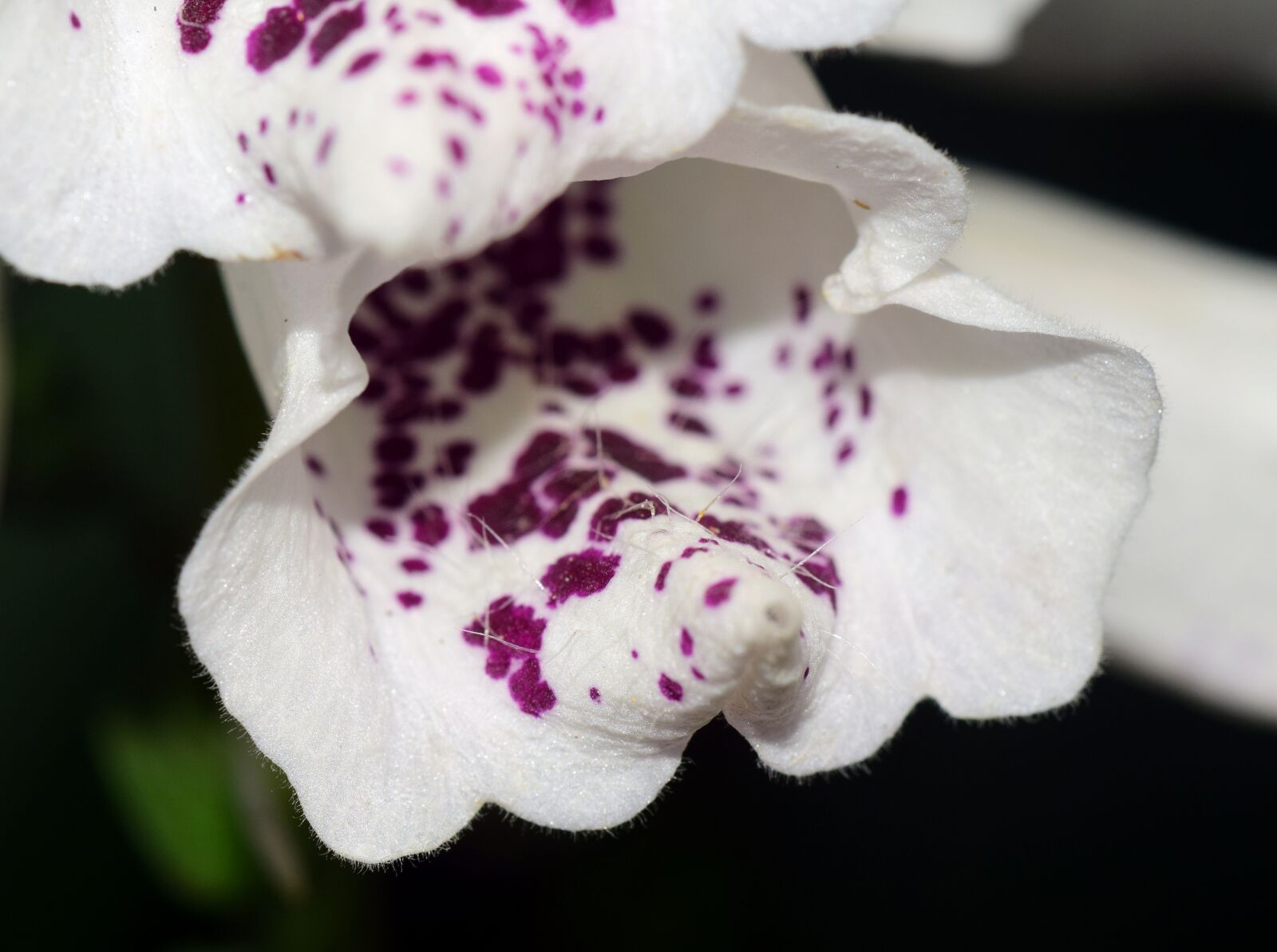 Nikon D3300 sample photo. Thimble, white foxglove, white photography