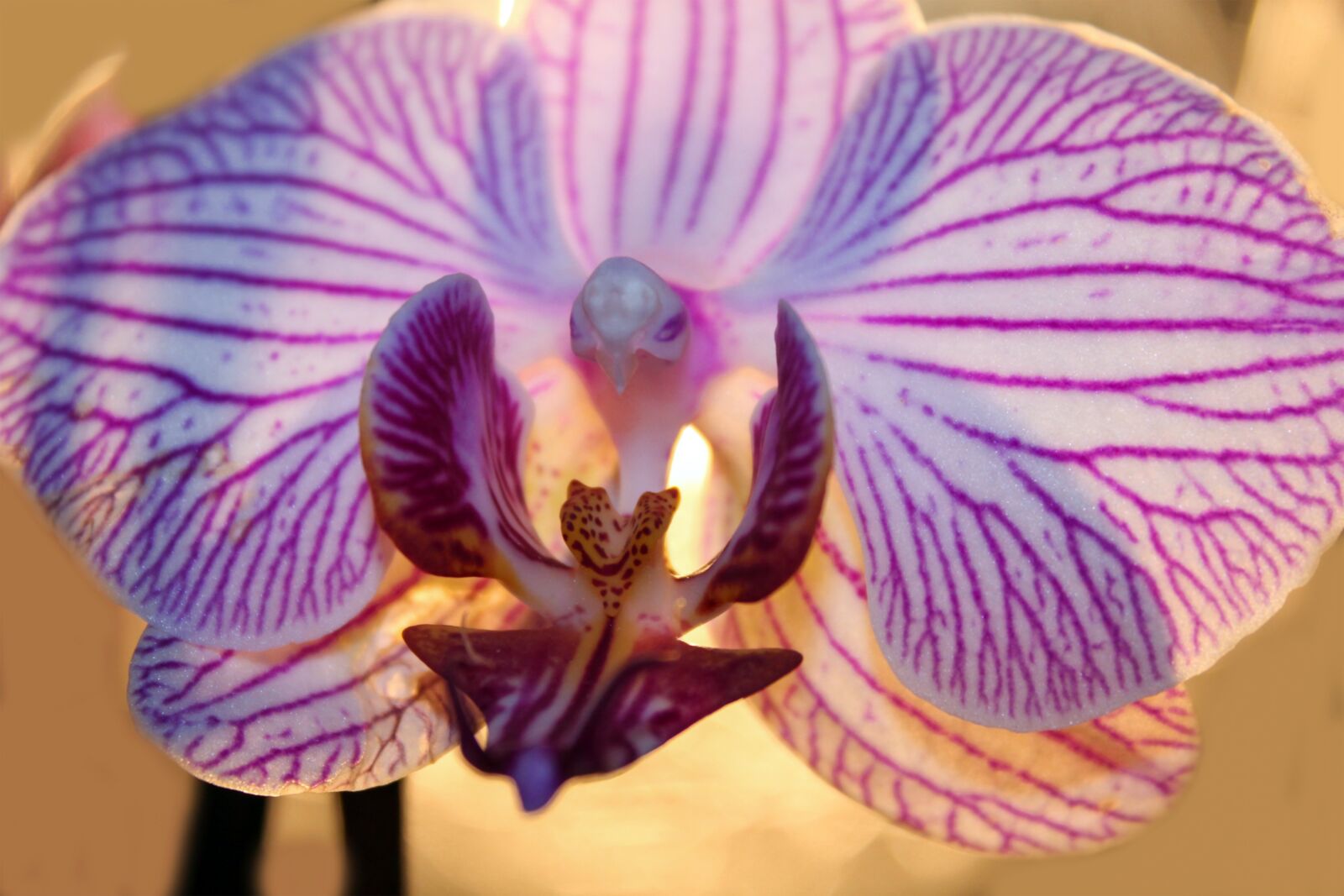 Canon EOS 1300D (EOS Rebel T6 / EOS Kiss X80) sample photo. Orchid, flower, plant photography