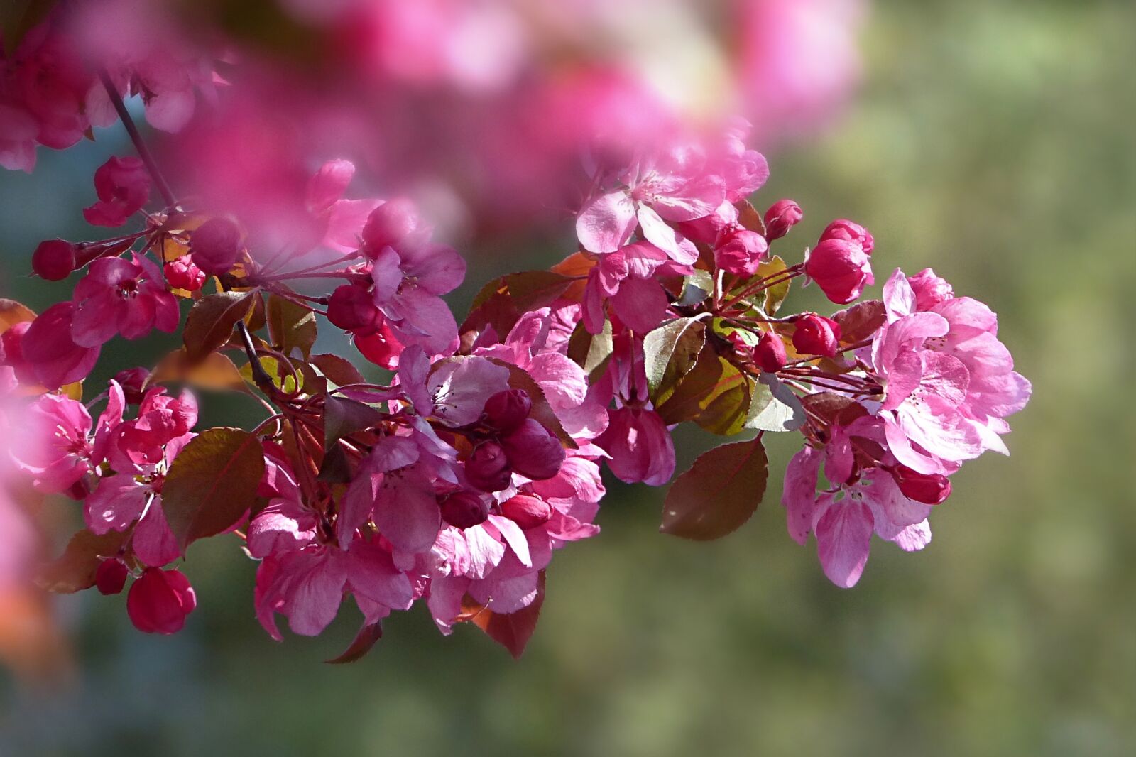 Panasonic Lumix DMC-FZ200 sample photo. Nature, blossom, bloom photography