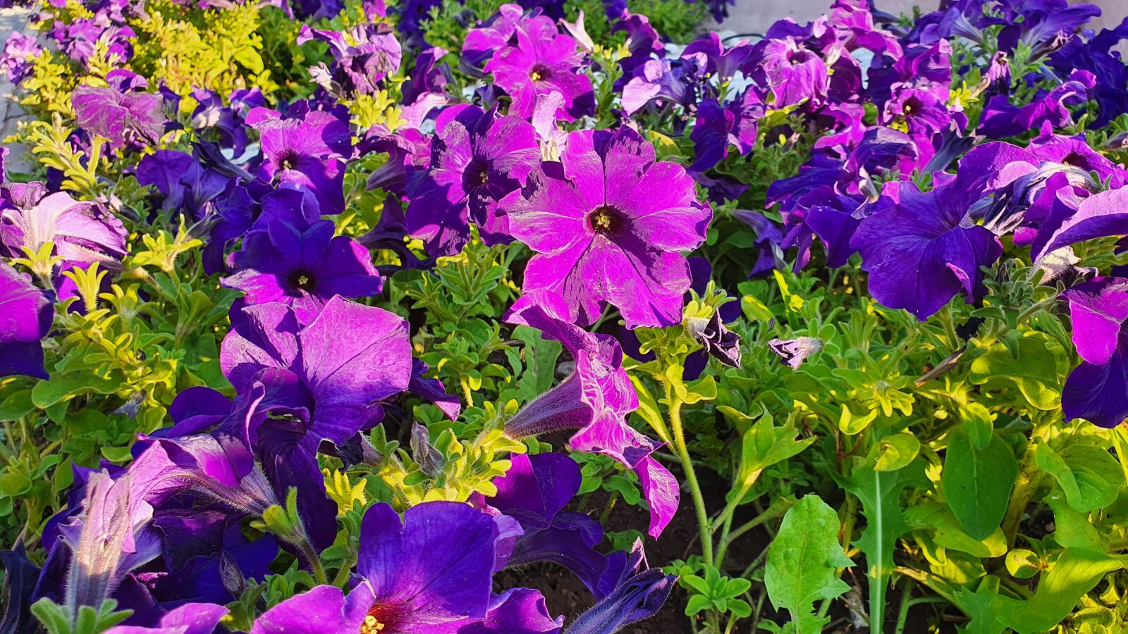 Samsung Galaxy S10e sample photo. Flower, garden, purple photography