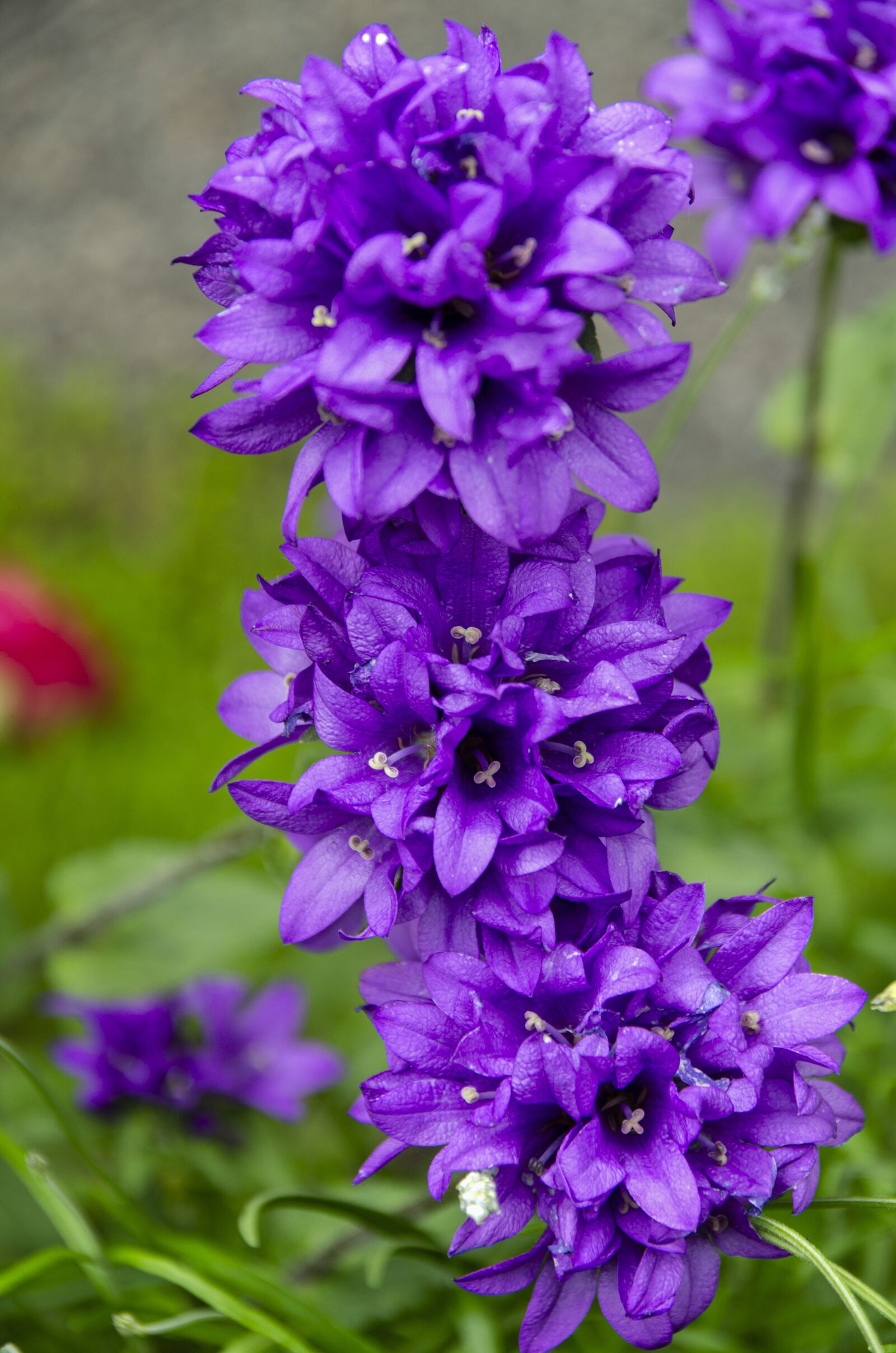 Nikon D7000 sample photo. Flower, nature, blue photography