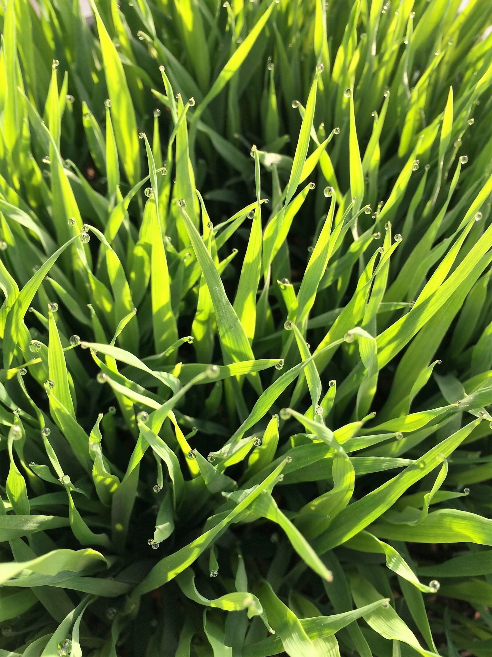 iPhone 5s back camera 4.12mm f/2.2 sample photo. Rush, grass, green photography