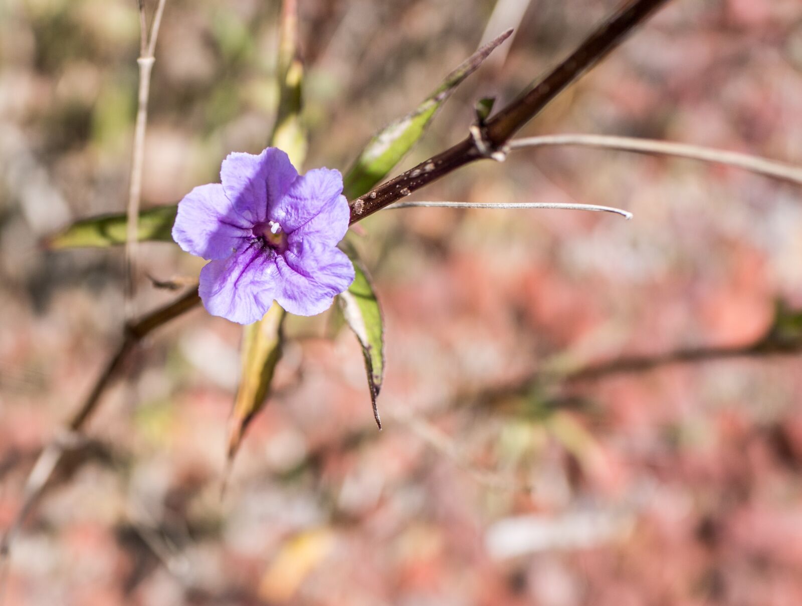 Sony Cyber-shot DSC-RX1R II sample photo. Purple flower, ruella, close photography