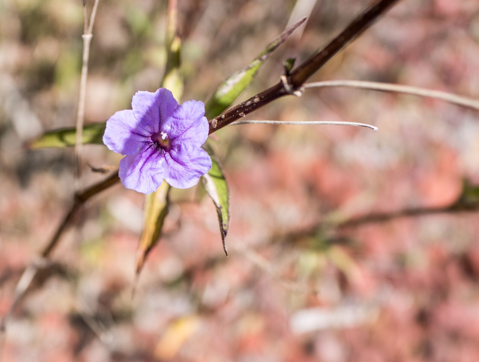 35mm F2.0 sample photo. Purple flower, ruella, close photography