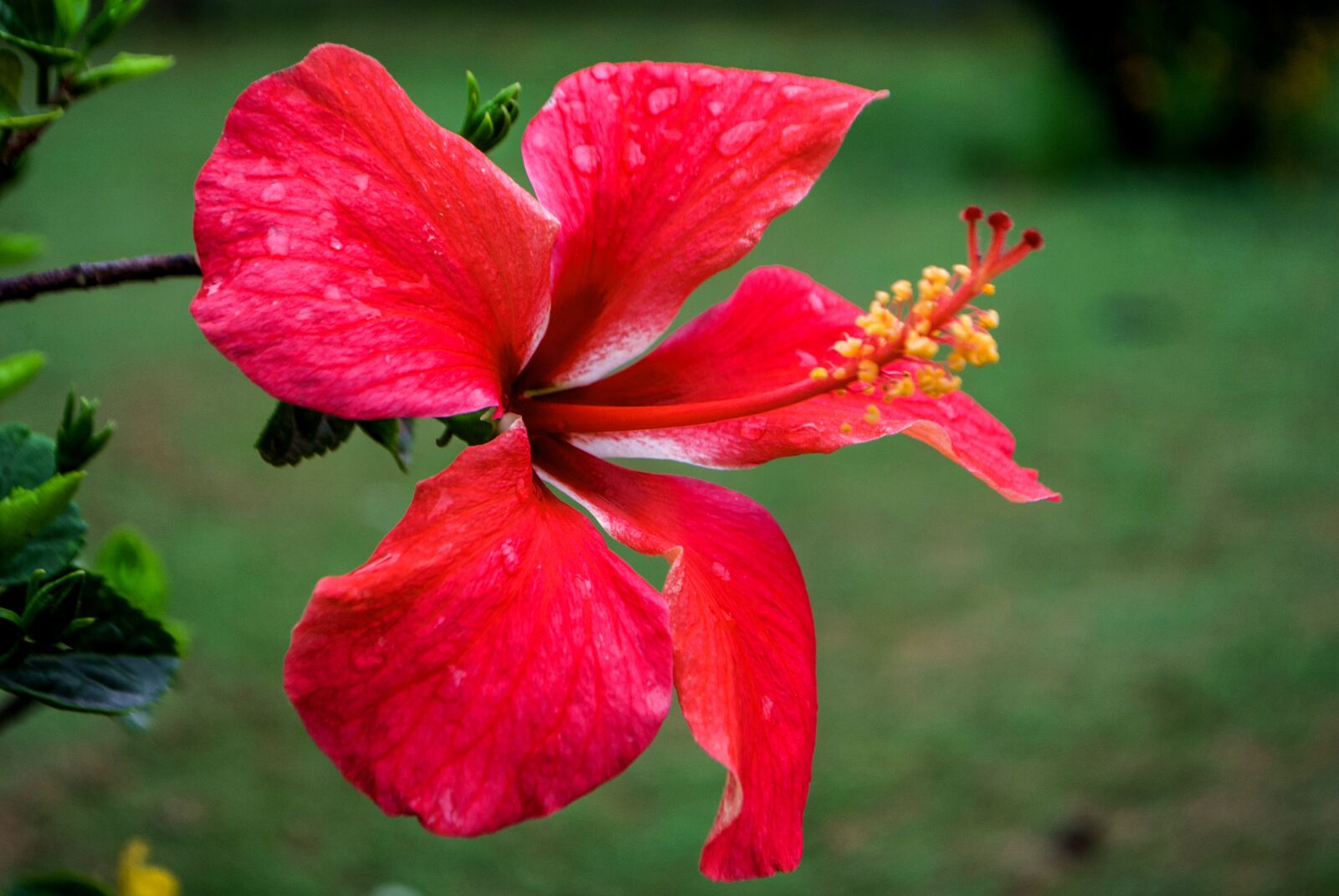 Nikon D3000 sample photo. Flowers photography