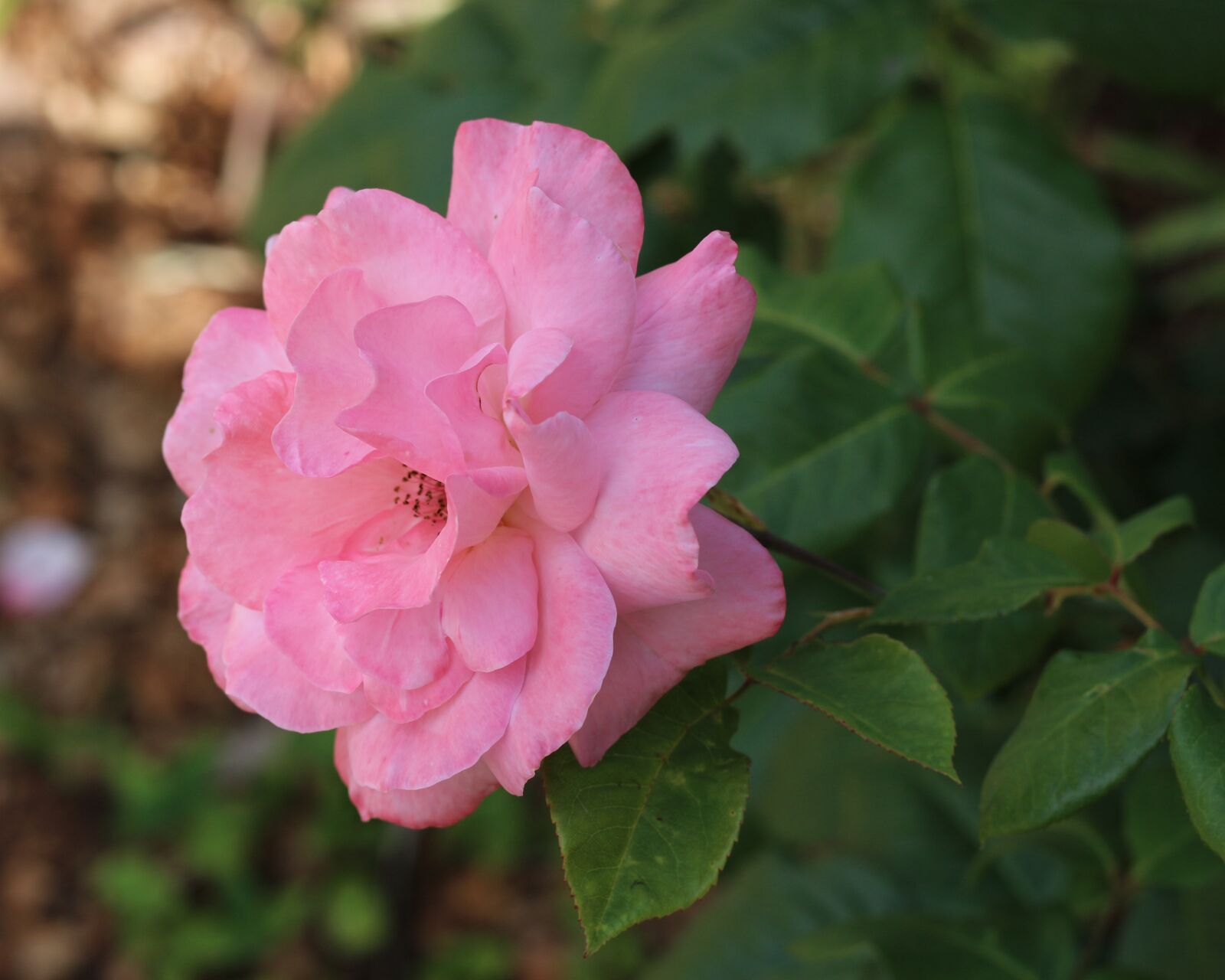 Canon EOS 700D (EOS Rebel T5i / EOS Kiss X7i) sample photo. Pale pink, pink rose photography