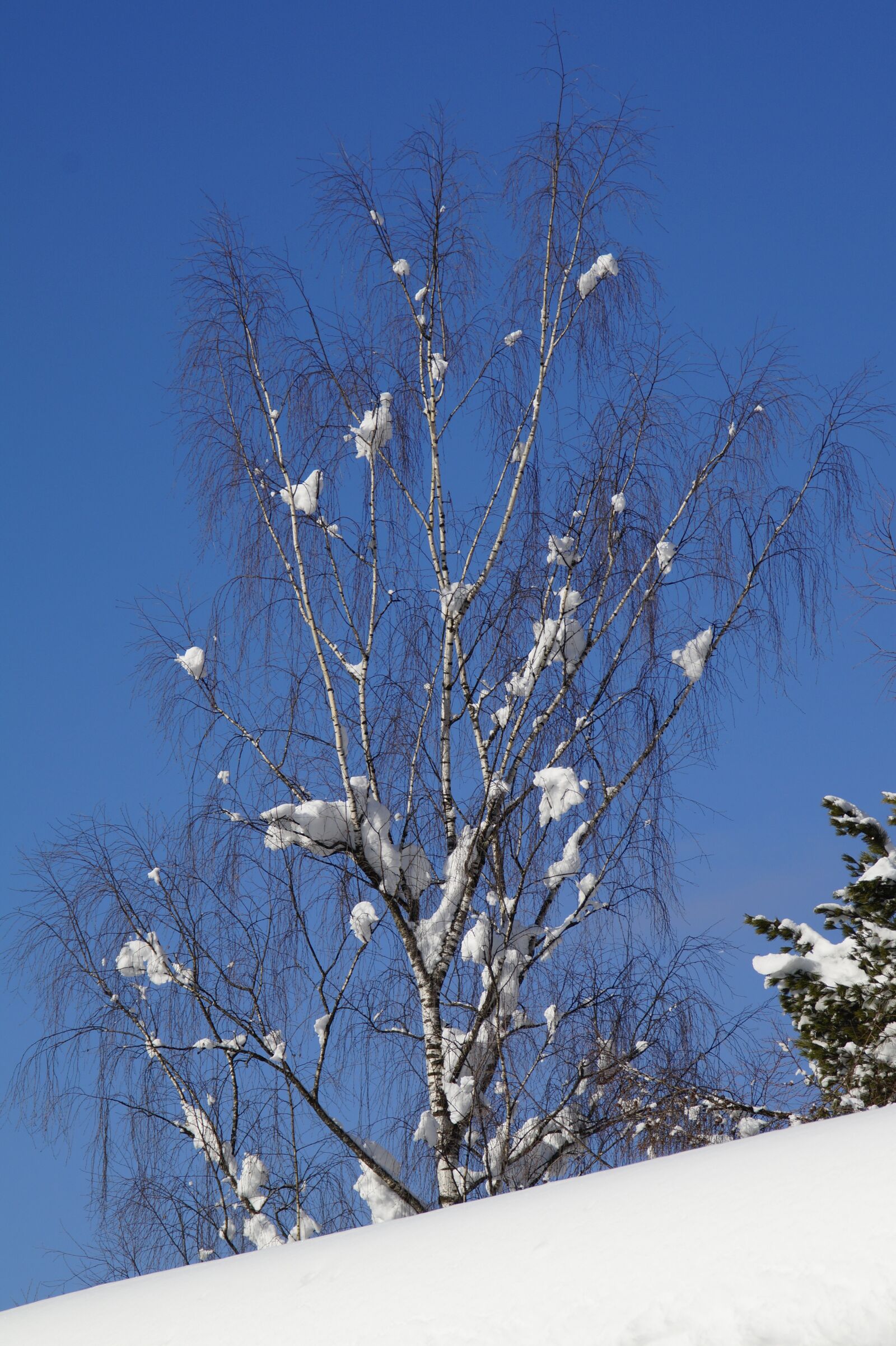 Sony SLT-A58 sample photo. Birch, snow, snowy photography