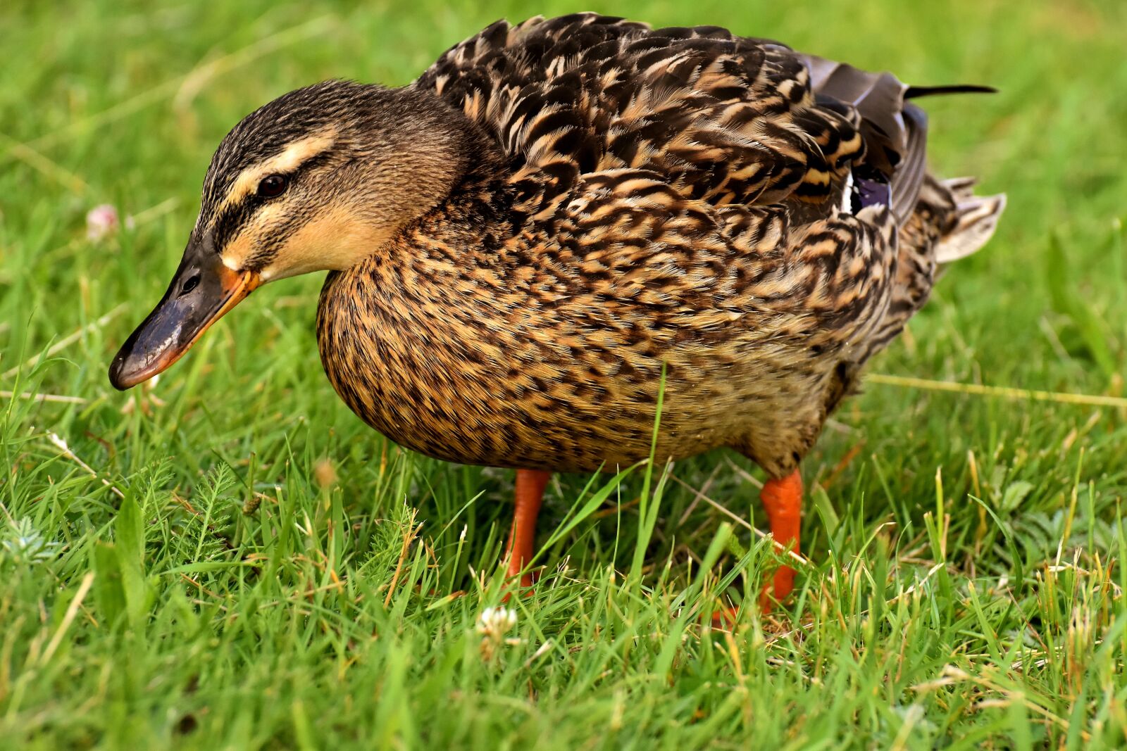 Nikon D7200 sample photo. Mallard, duck, bird photography