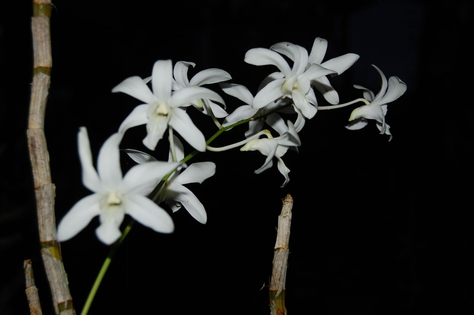 Nikon D40 sample photo. Flowers, nature, rose photography