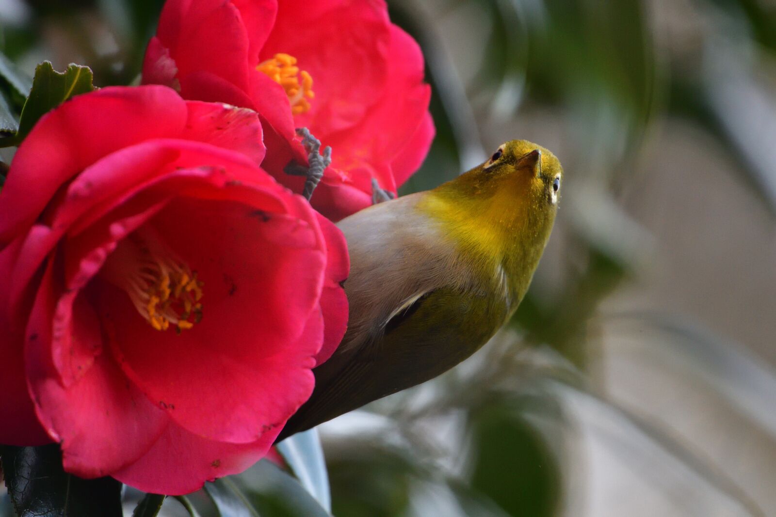 Nikon D500 sample photo. Flowers, natural, plant photography