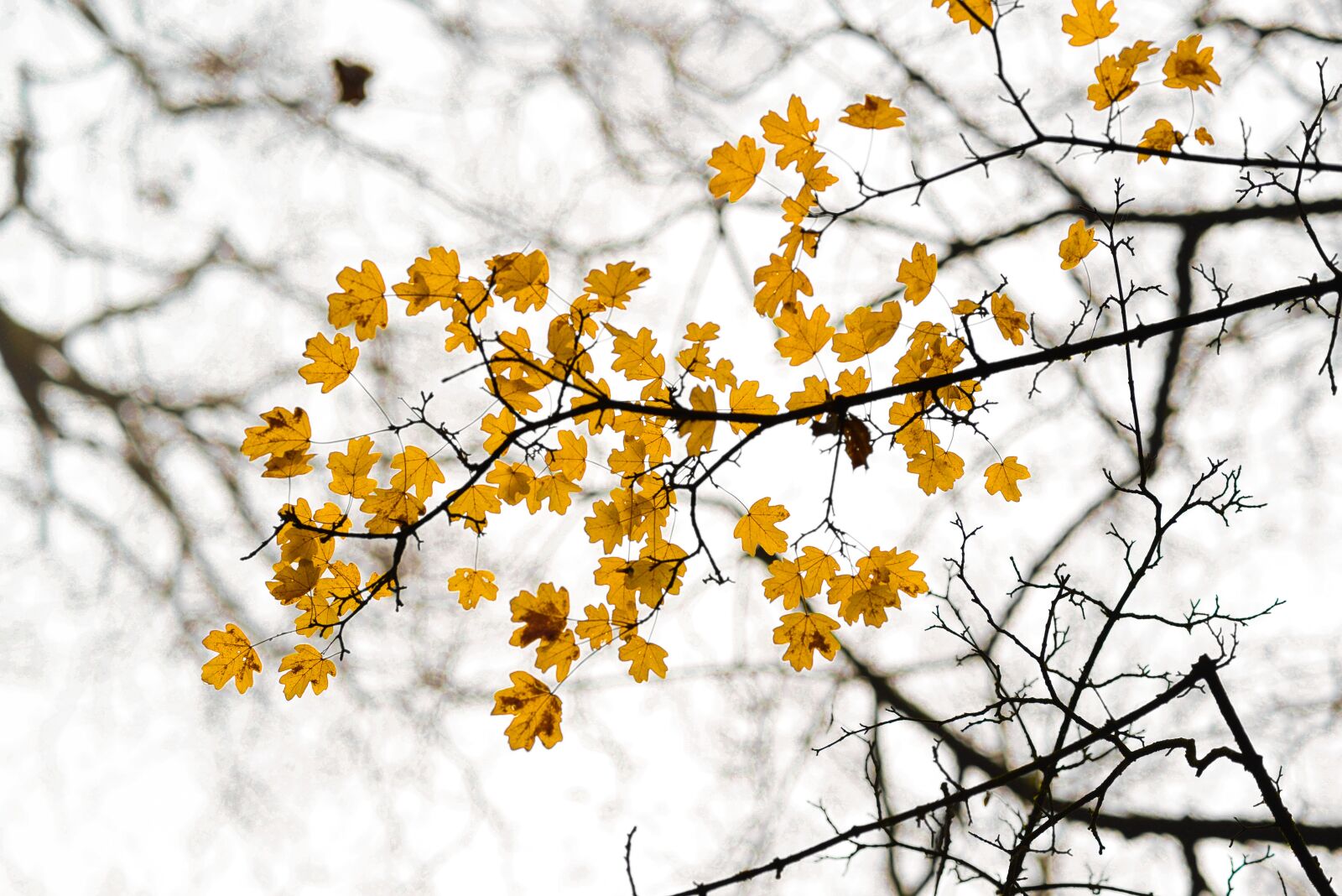 Nikon D610 sample photo. Yellow, leafs, branch photography
