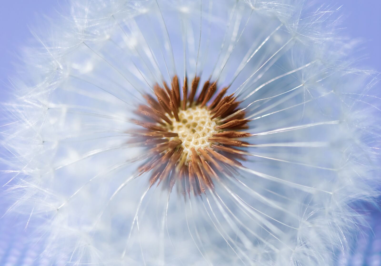Nikon D7200 sample photo. Dandelion, plant, close up photography