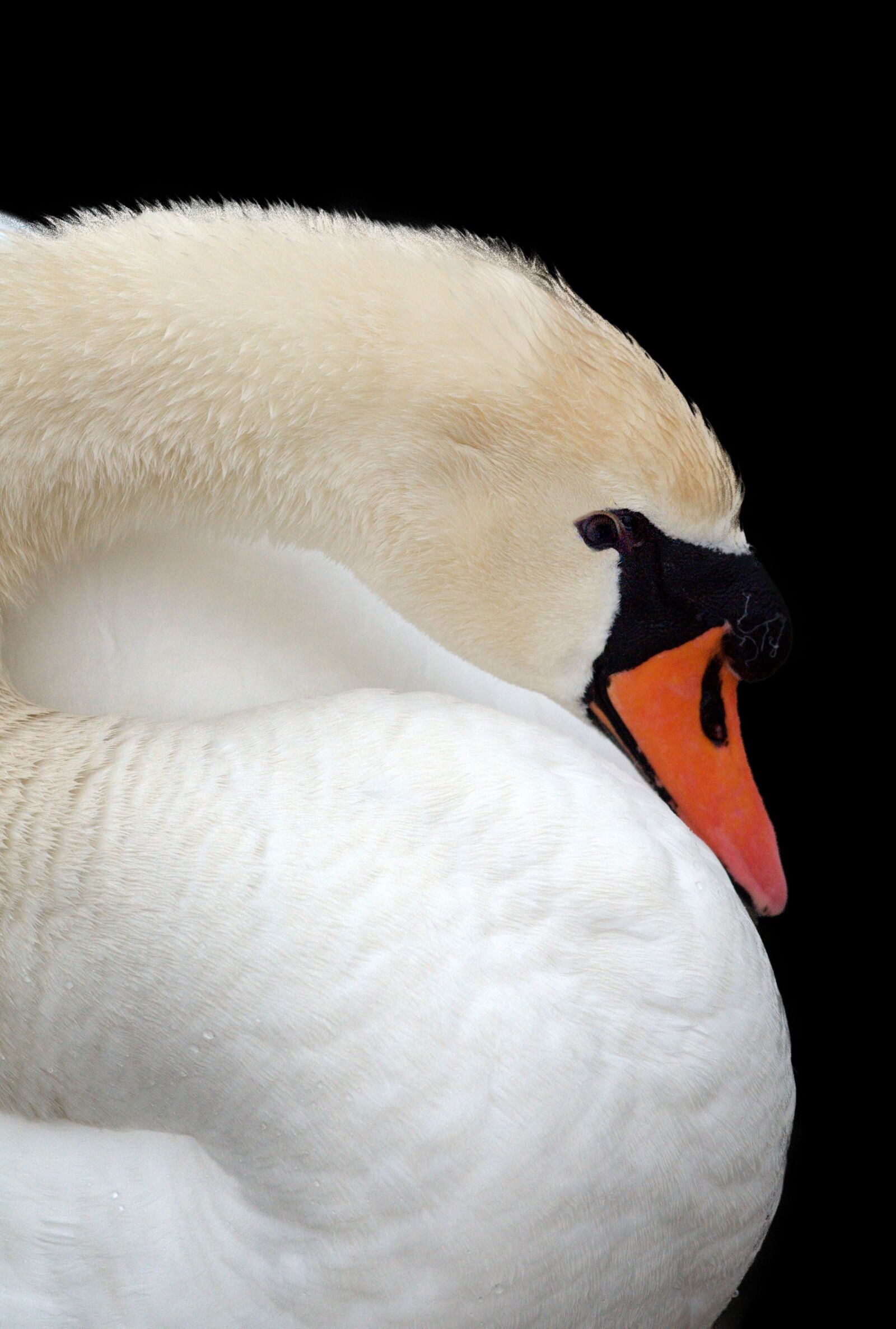 Nikon D300 sample photo. Swan, beak, bird photography