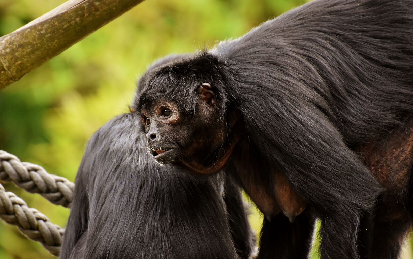 Nikon D7200 sample photo. Ape, funny, cute photography