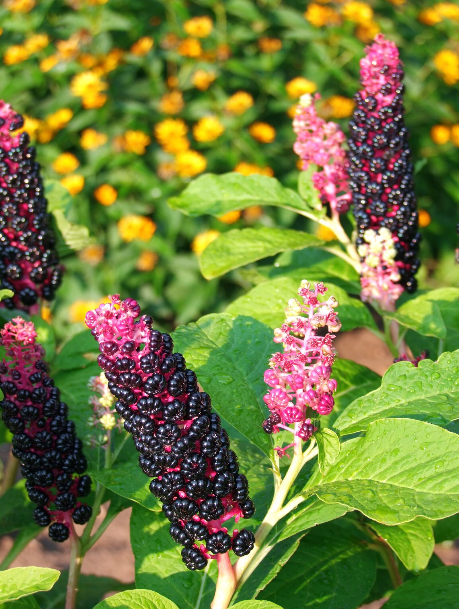 Fujifilm FinePix S100fs sample photo. American crimson berry, coloring photography